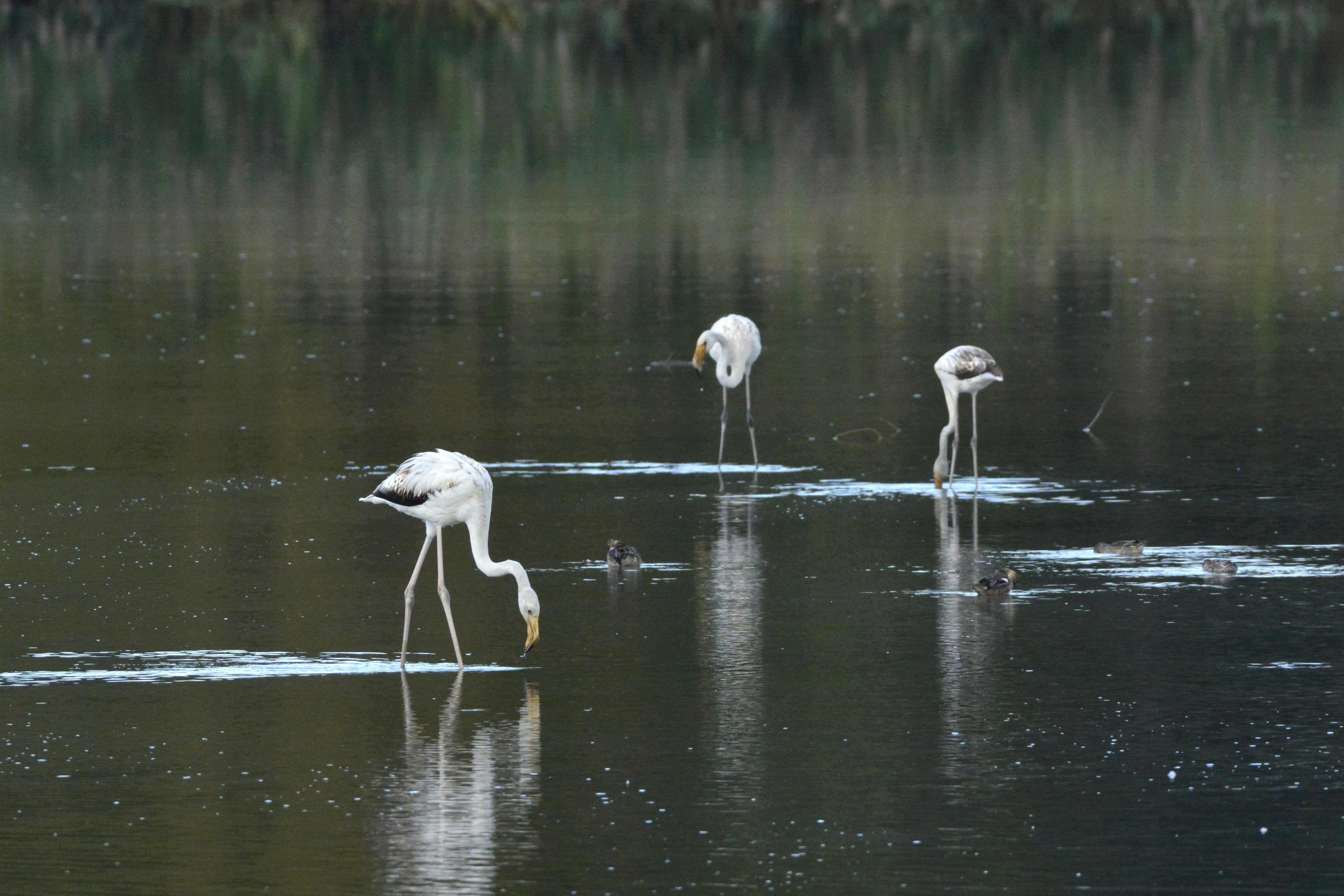 Photo by selvavaleska