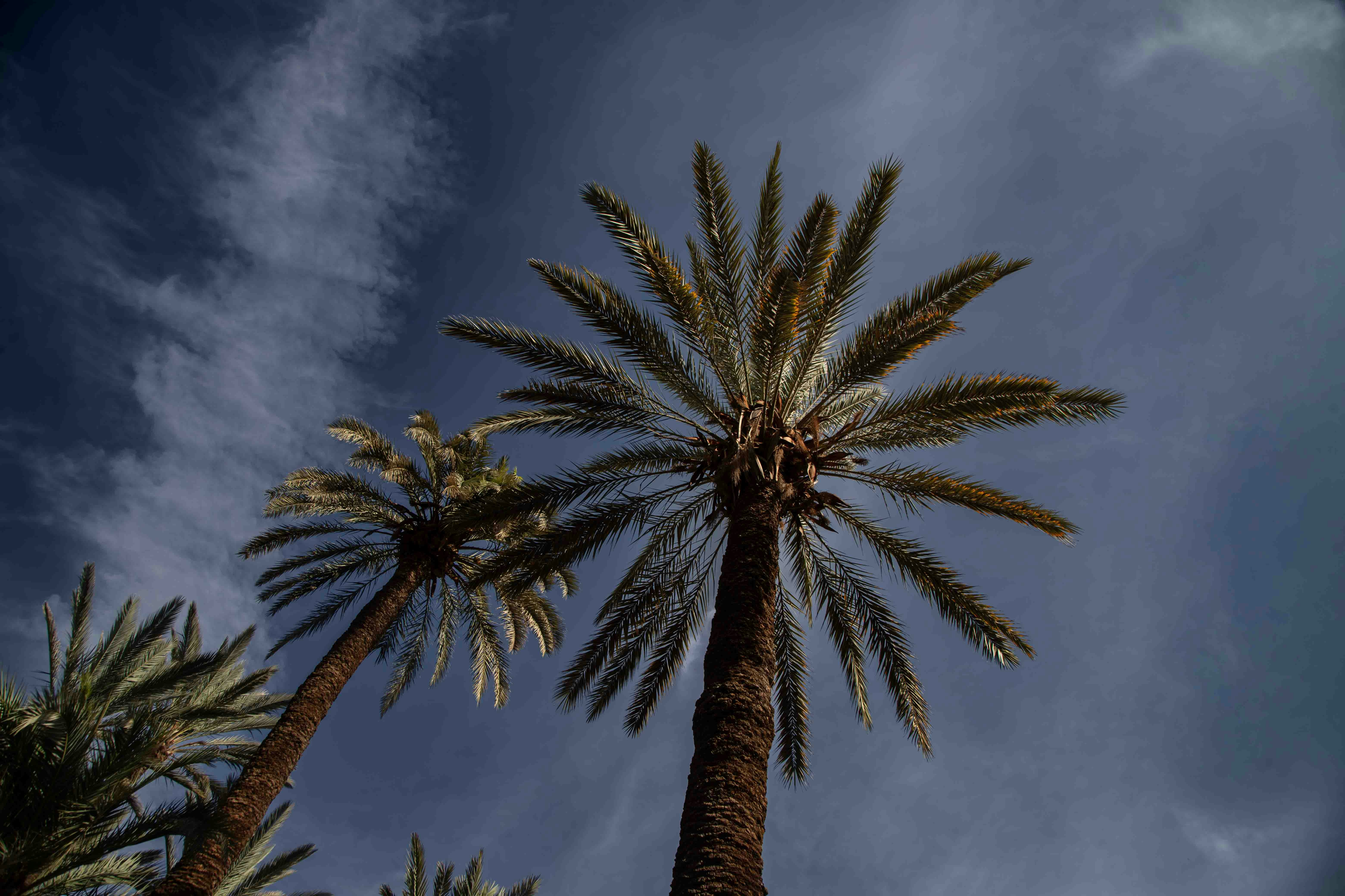 Des palmiers contre un ciel nuageux