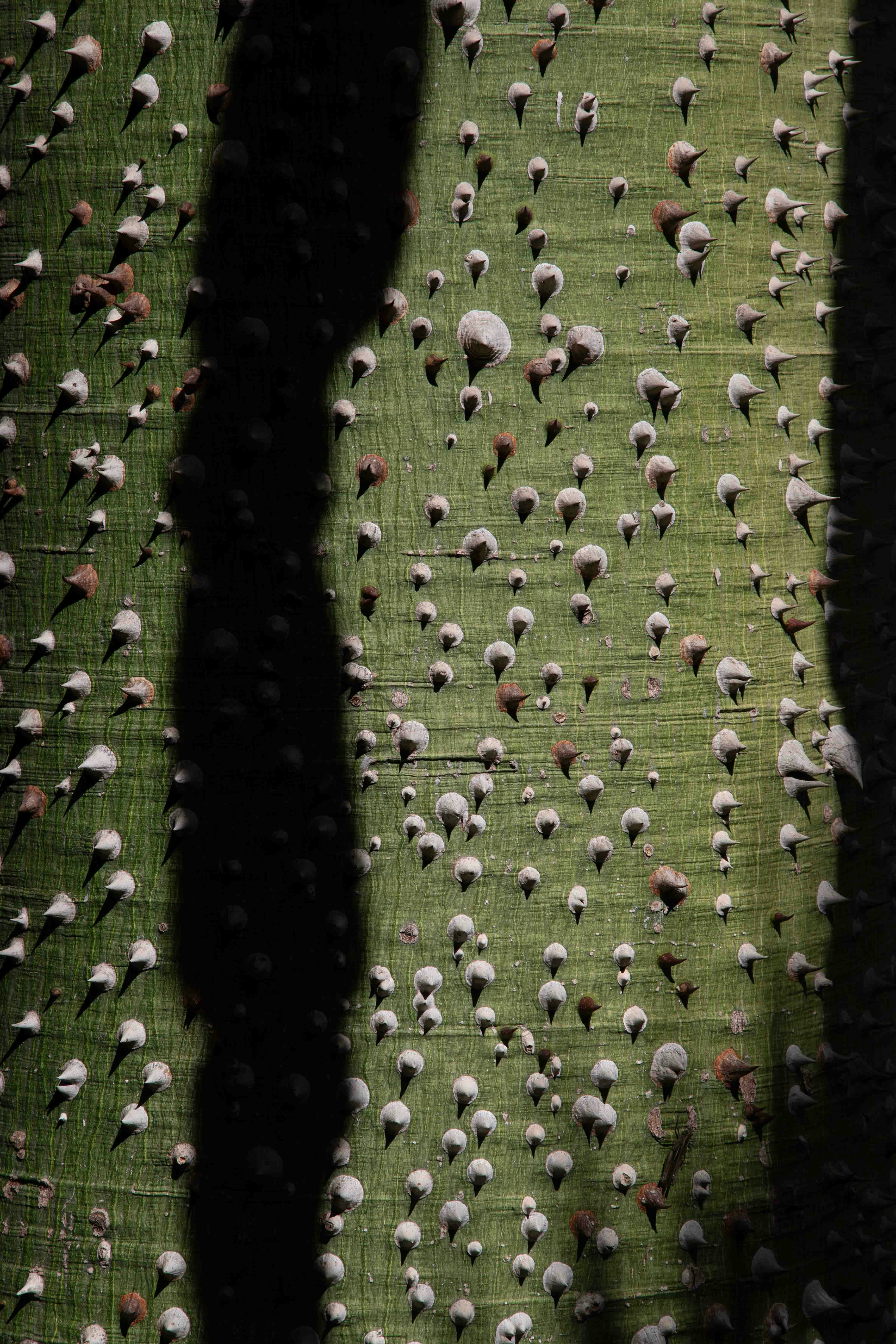 Green tree bark with white conical thorns.