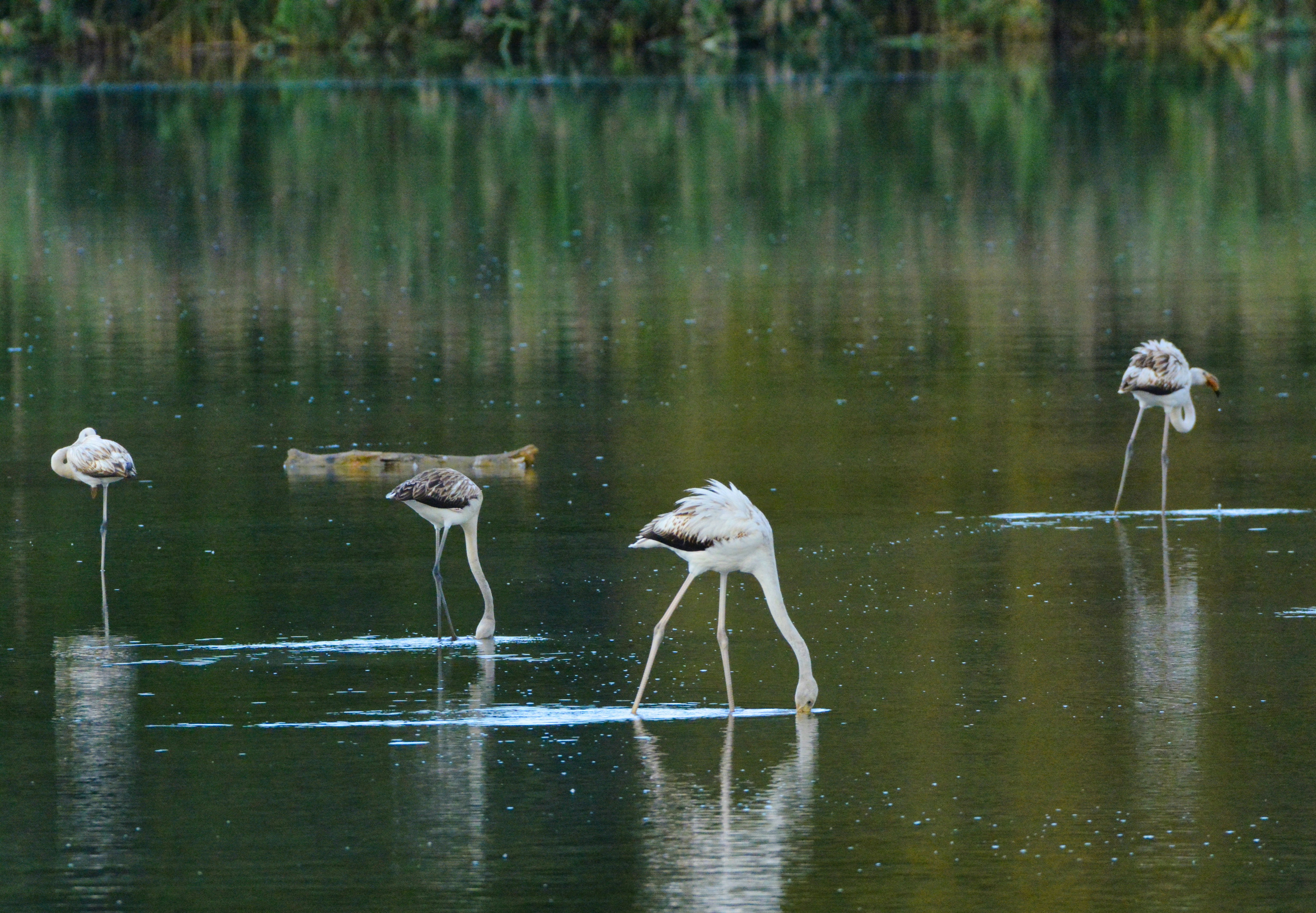 Photo by selvavaleska