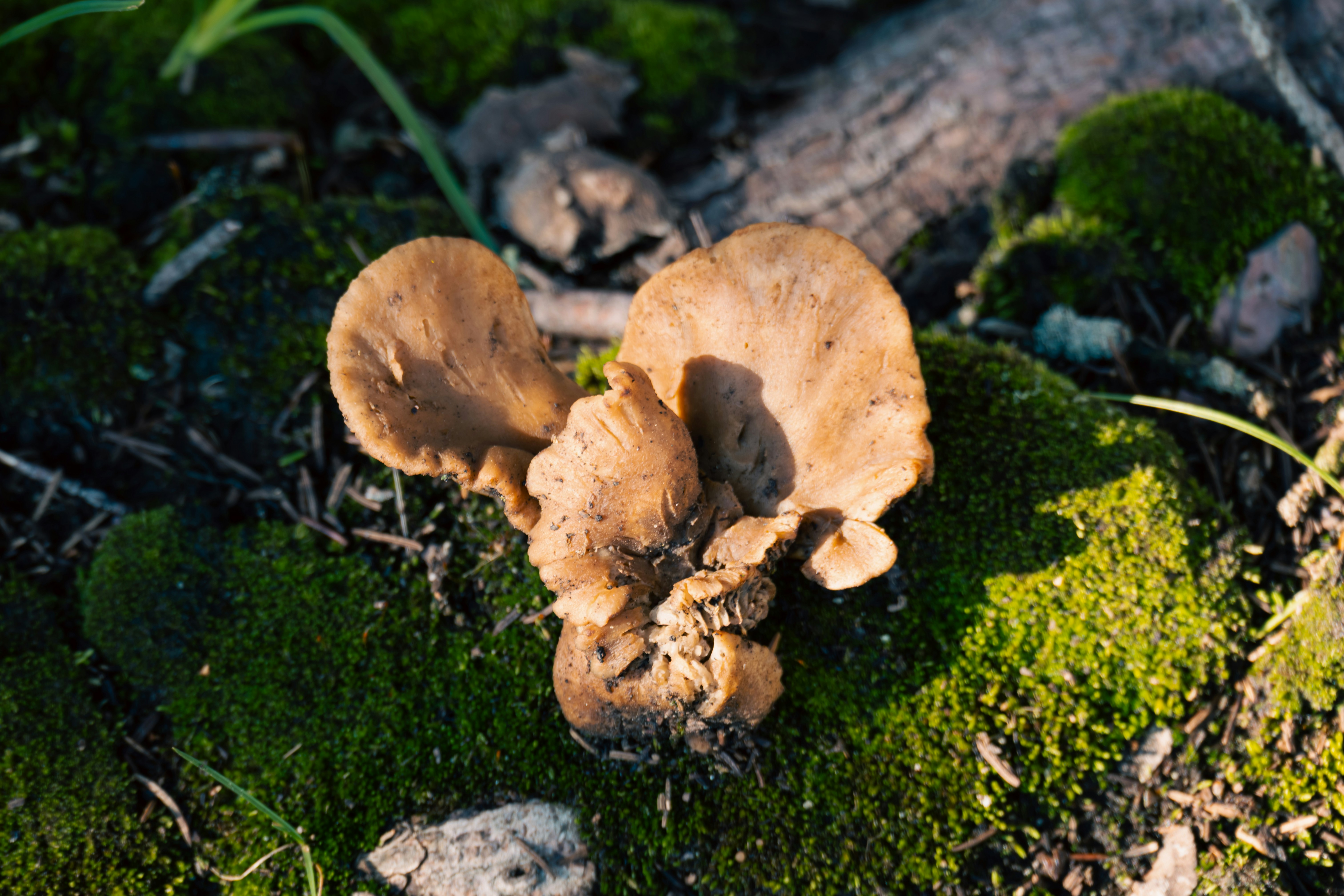 Brown mushrooms growing on mossy ground