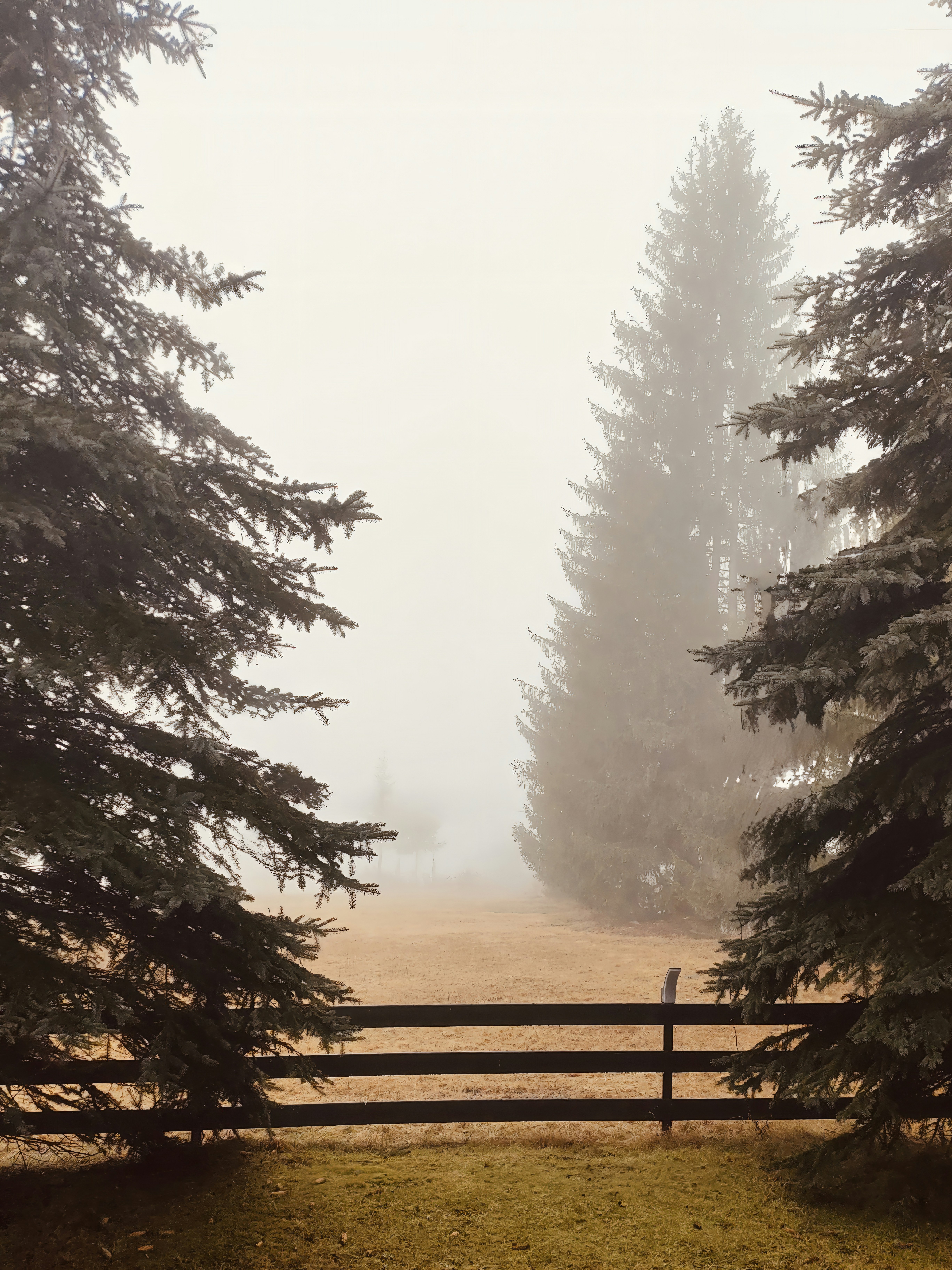 前景に木製の柵がある霧に包まれた森