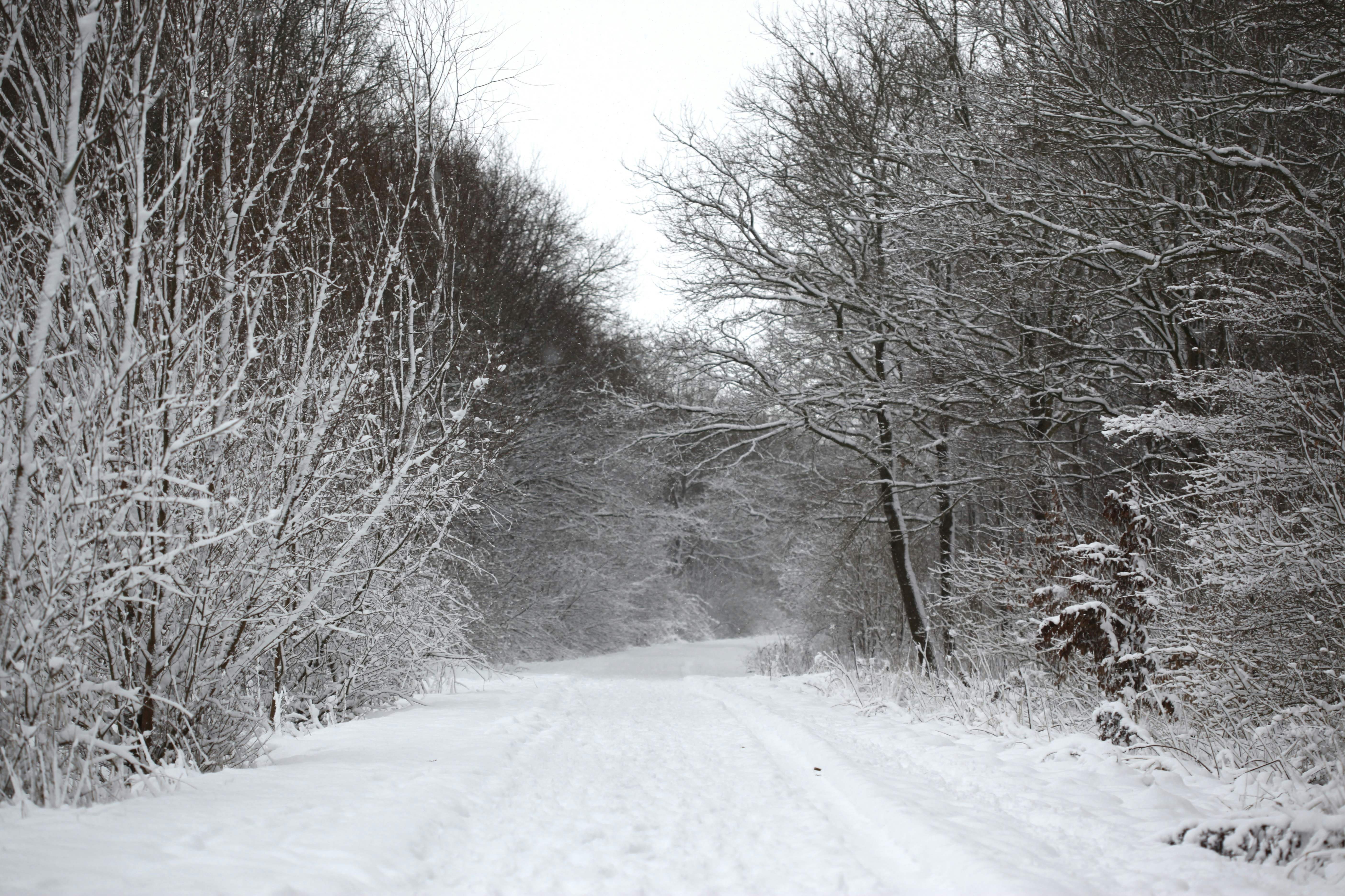 snowy forest landscape, wallpaper, Winter Wonderland Spots for Snowy Camping 3