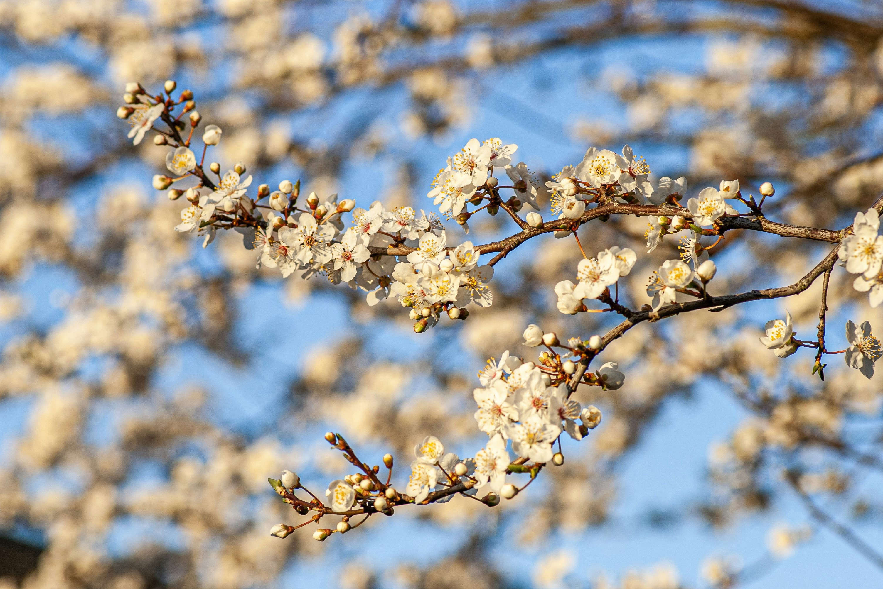 Close-up of a blooming cherry blossom branch against blue sky