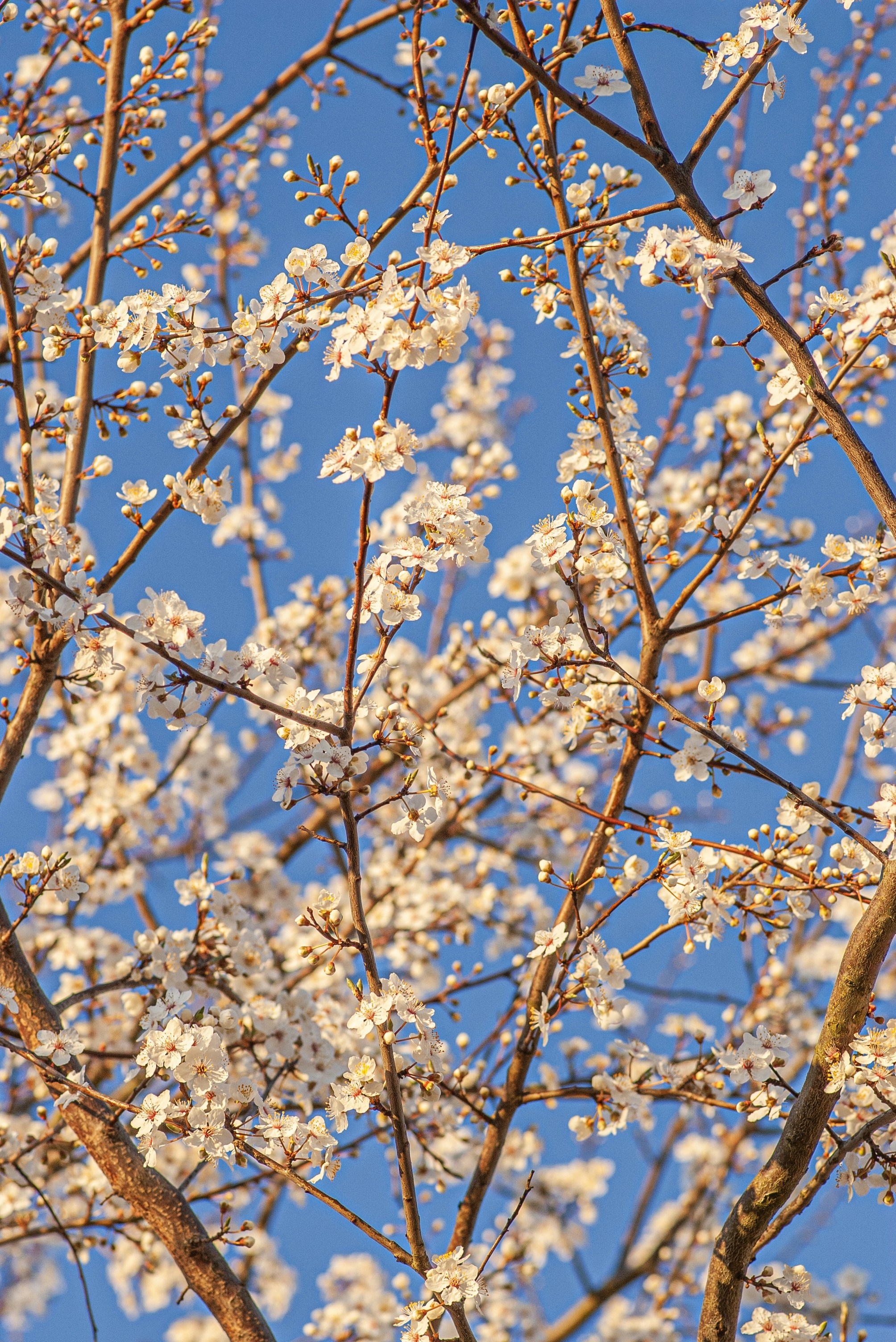 Des fleurs blanches sur les branches des arbres contre un ciel bleu