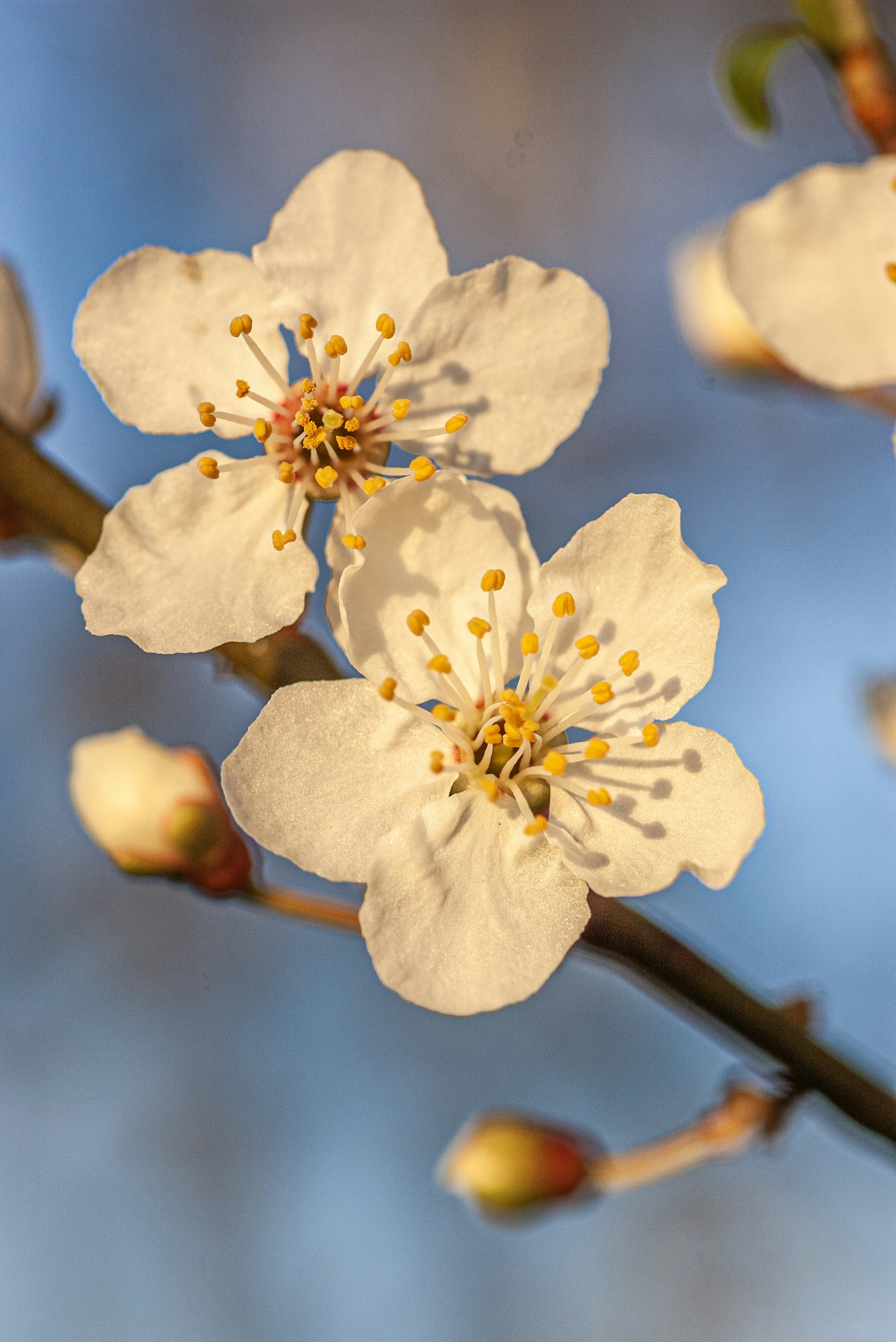 De délicates fleurs blanches sur une branche avec des bourgeons.