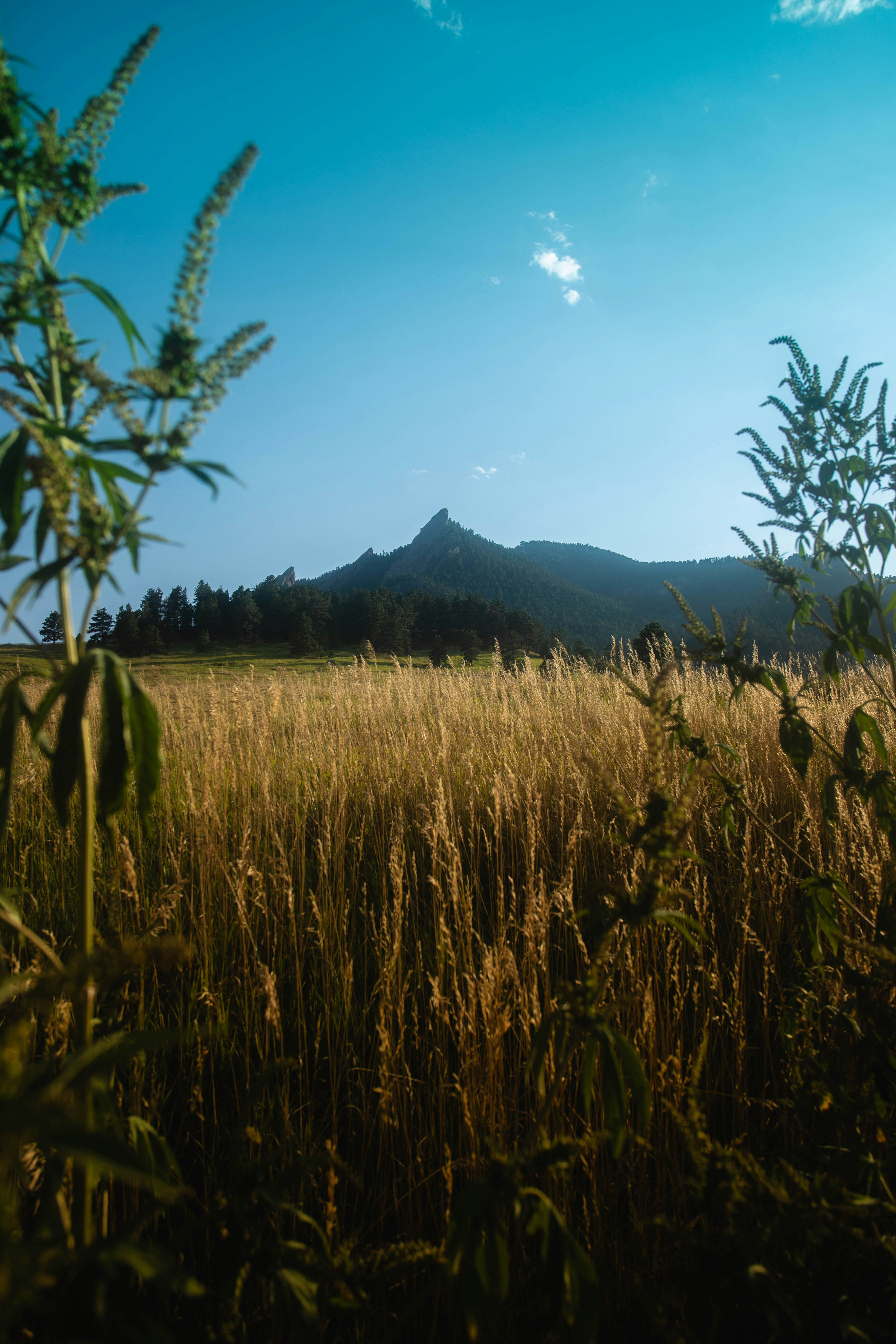 Golden field with a mountain peak under blue sky