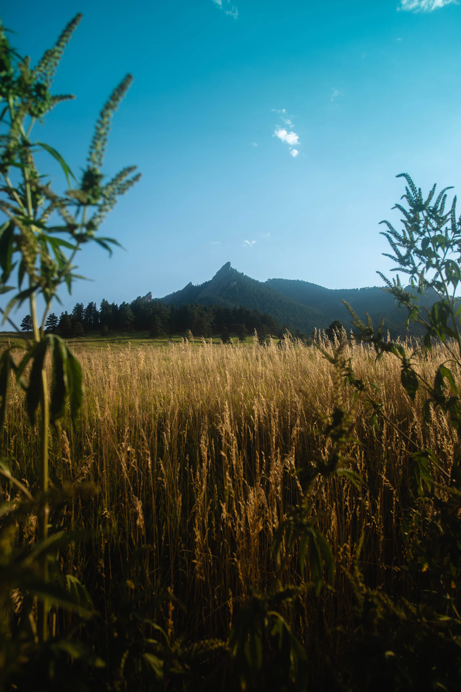 Golden prairie grass beneath a distant mountain ridge.