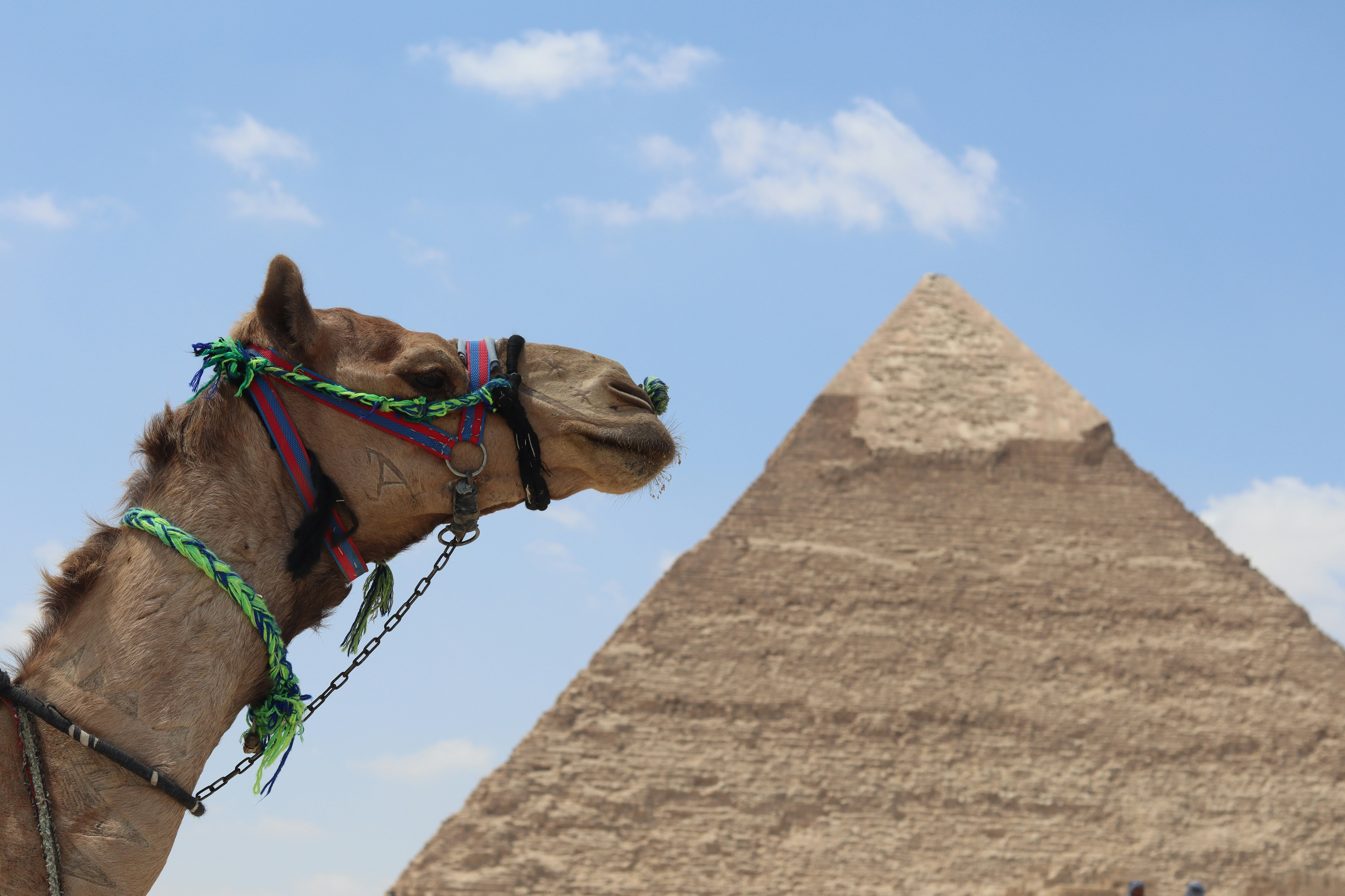 Camel in front of a pyramid under a blue sky.