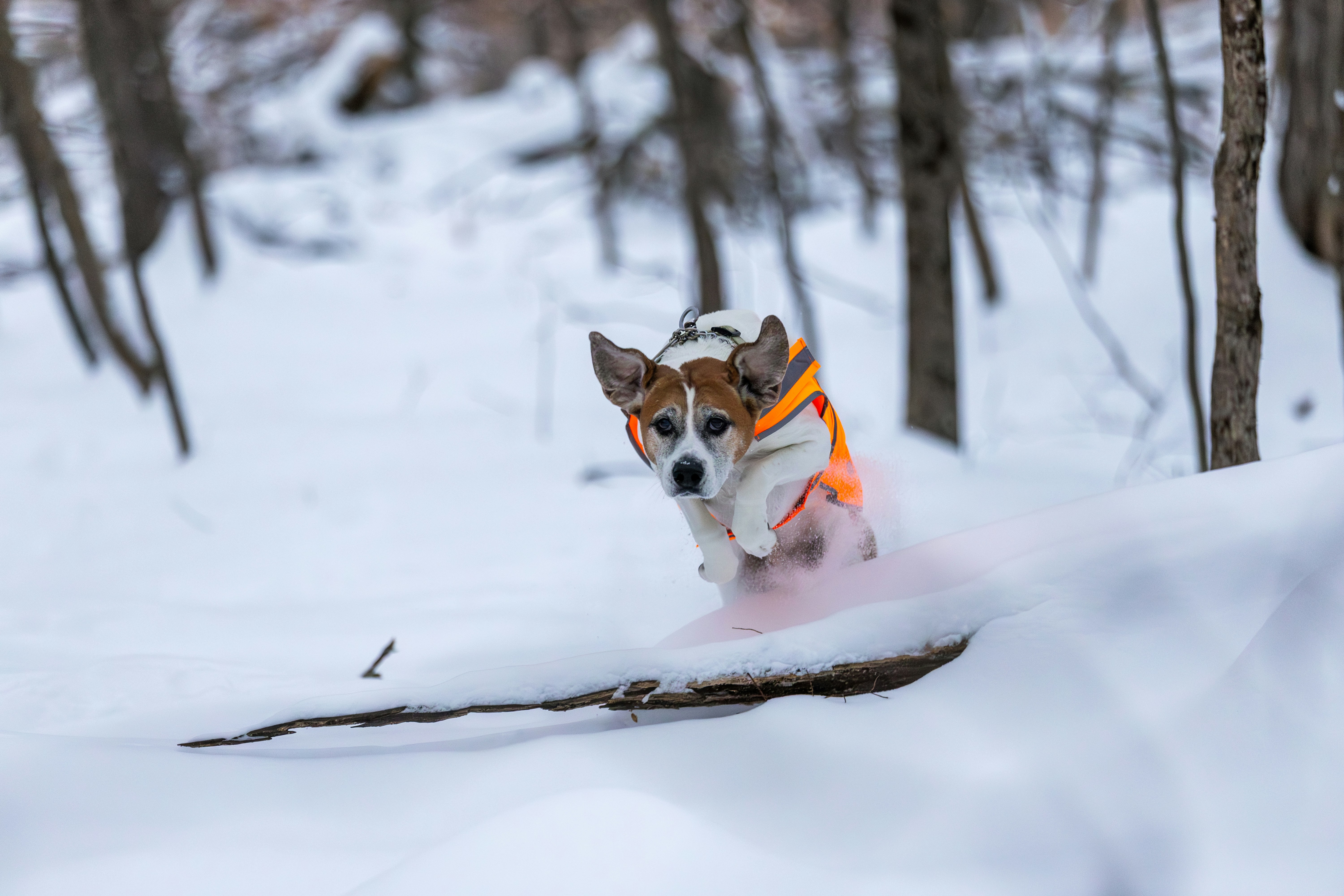 A dog wearing an orange vest runs through snow.