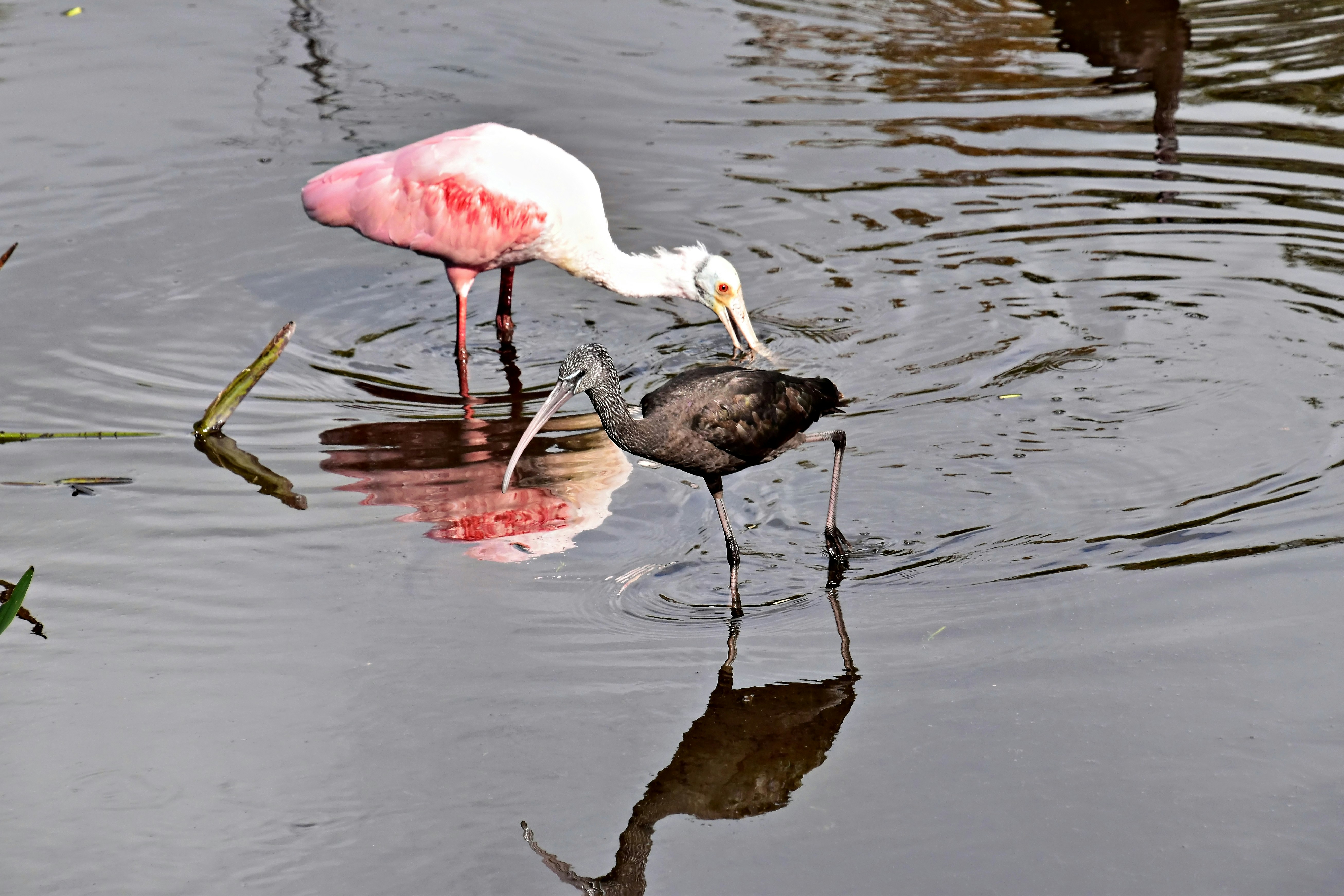 A roseate spoonbill feeds a juvenile ibis in shallow water.