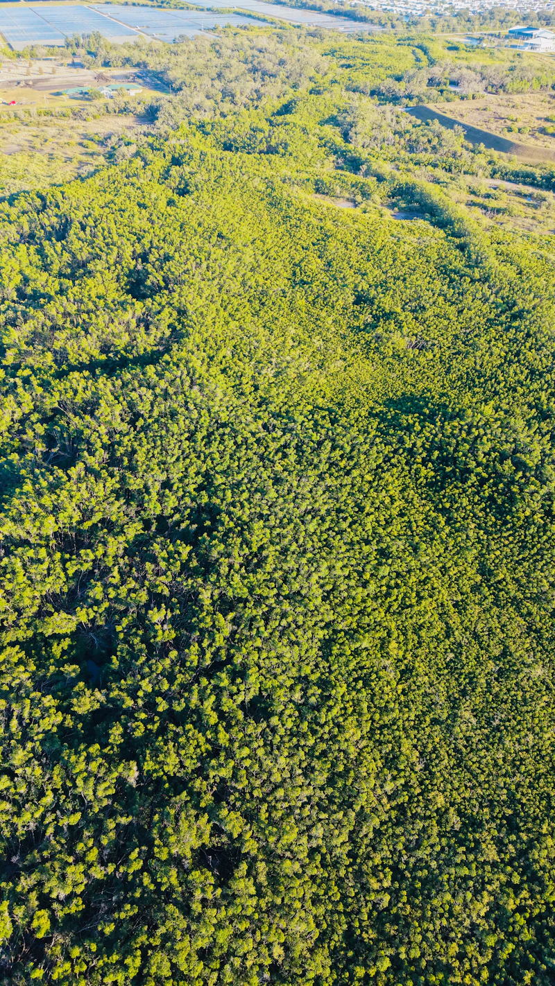 Sunlight catching the top of a dense forest canopy from above.