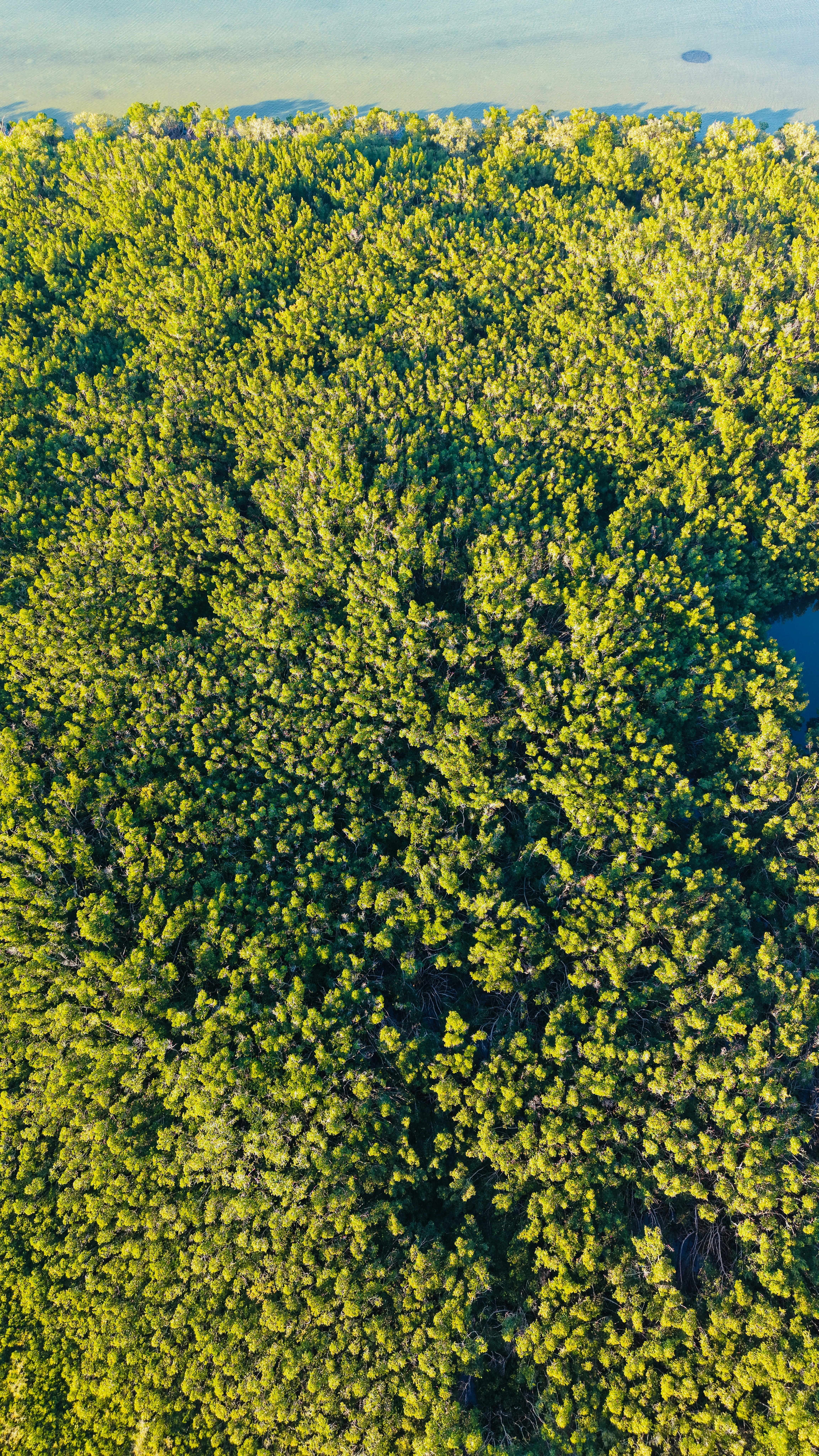 Aerial view of dense green mangrove forest and calm water