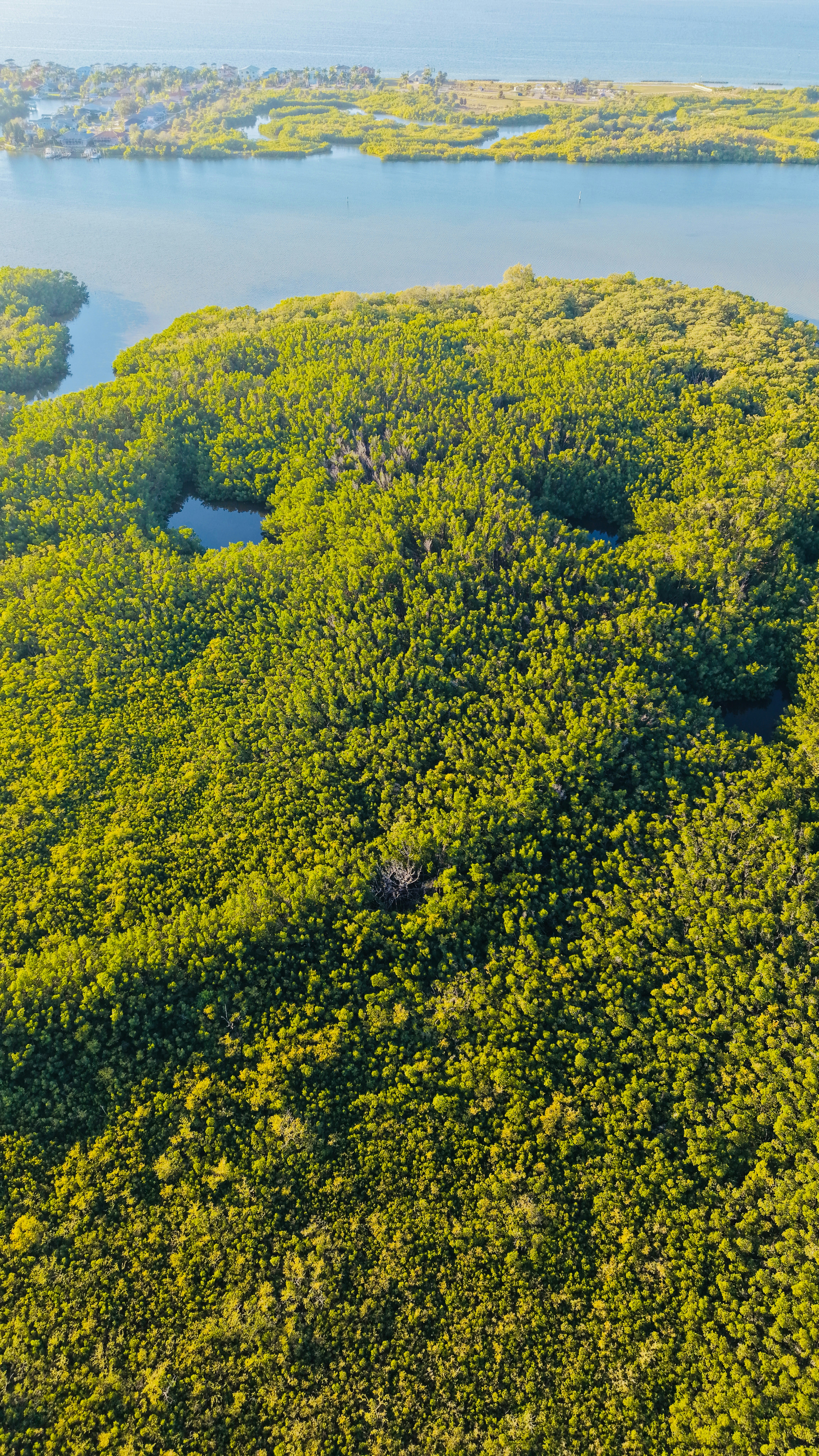 Aerial view of lush green mangrove forest and water