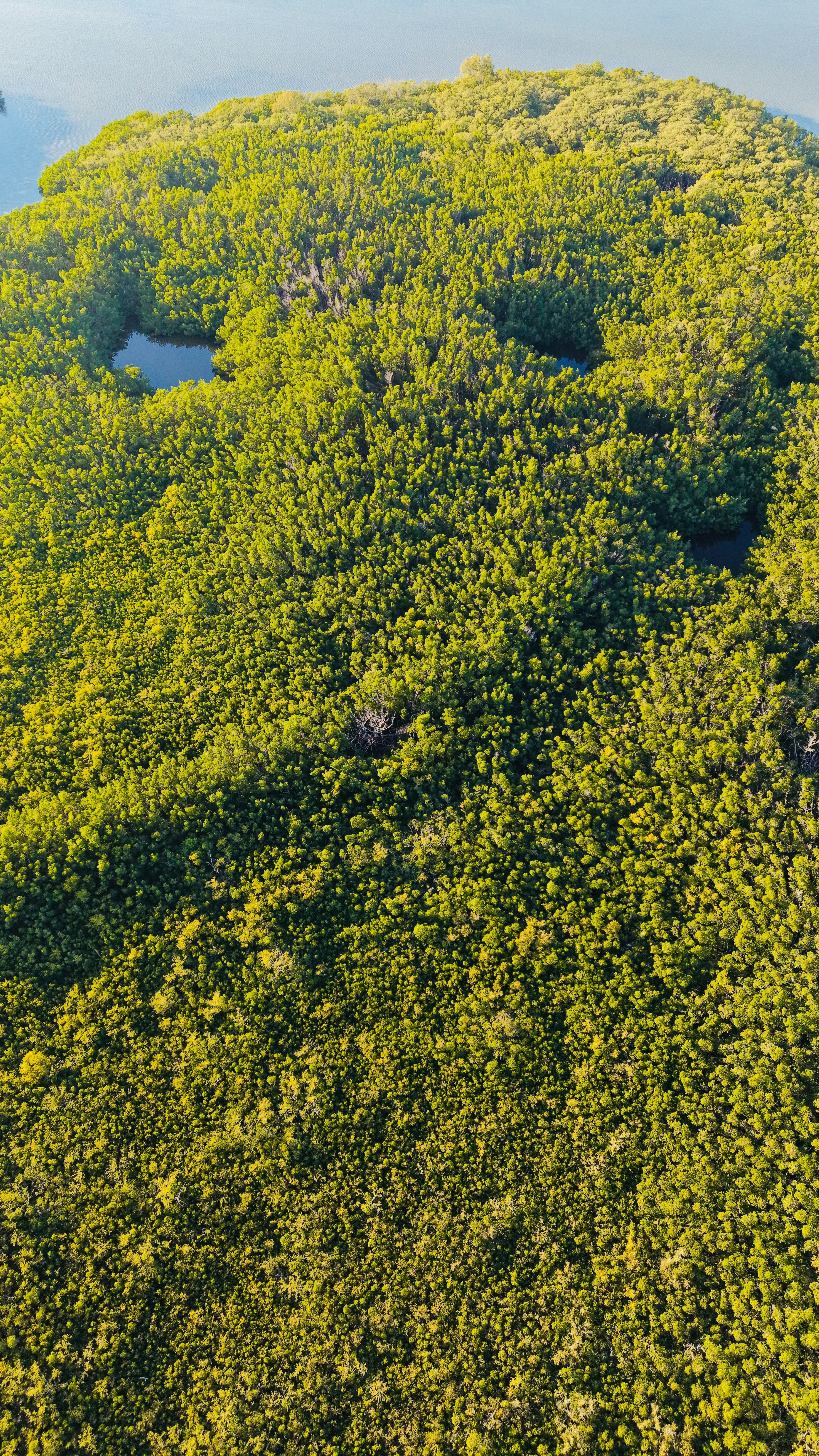 Aerial view of a lush green mangrove forest island.