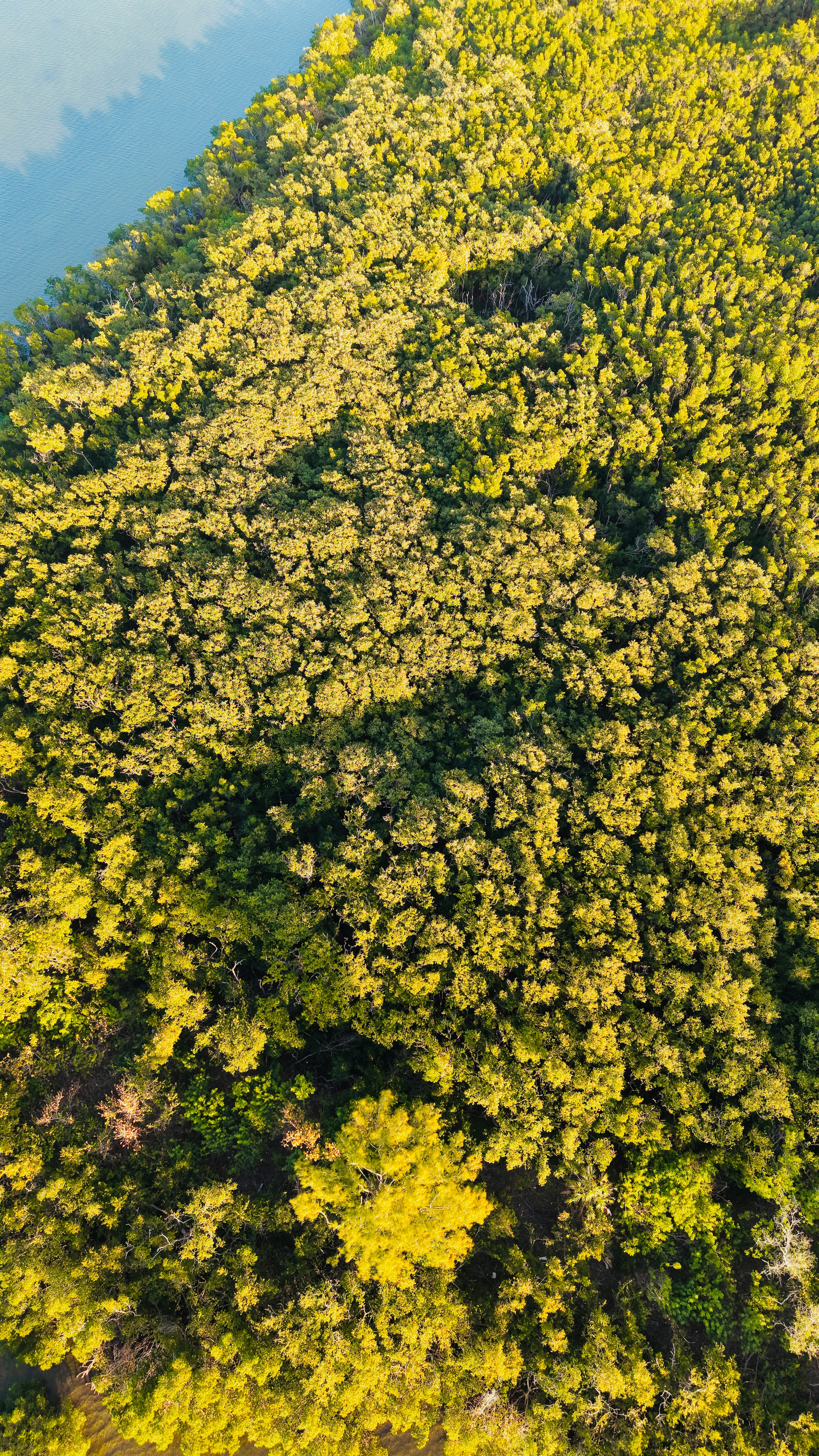 Aerial view of lush green forest and blue water