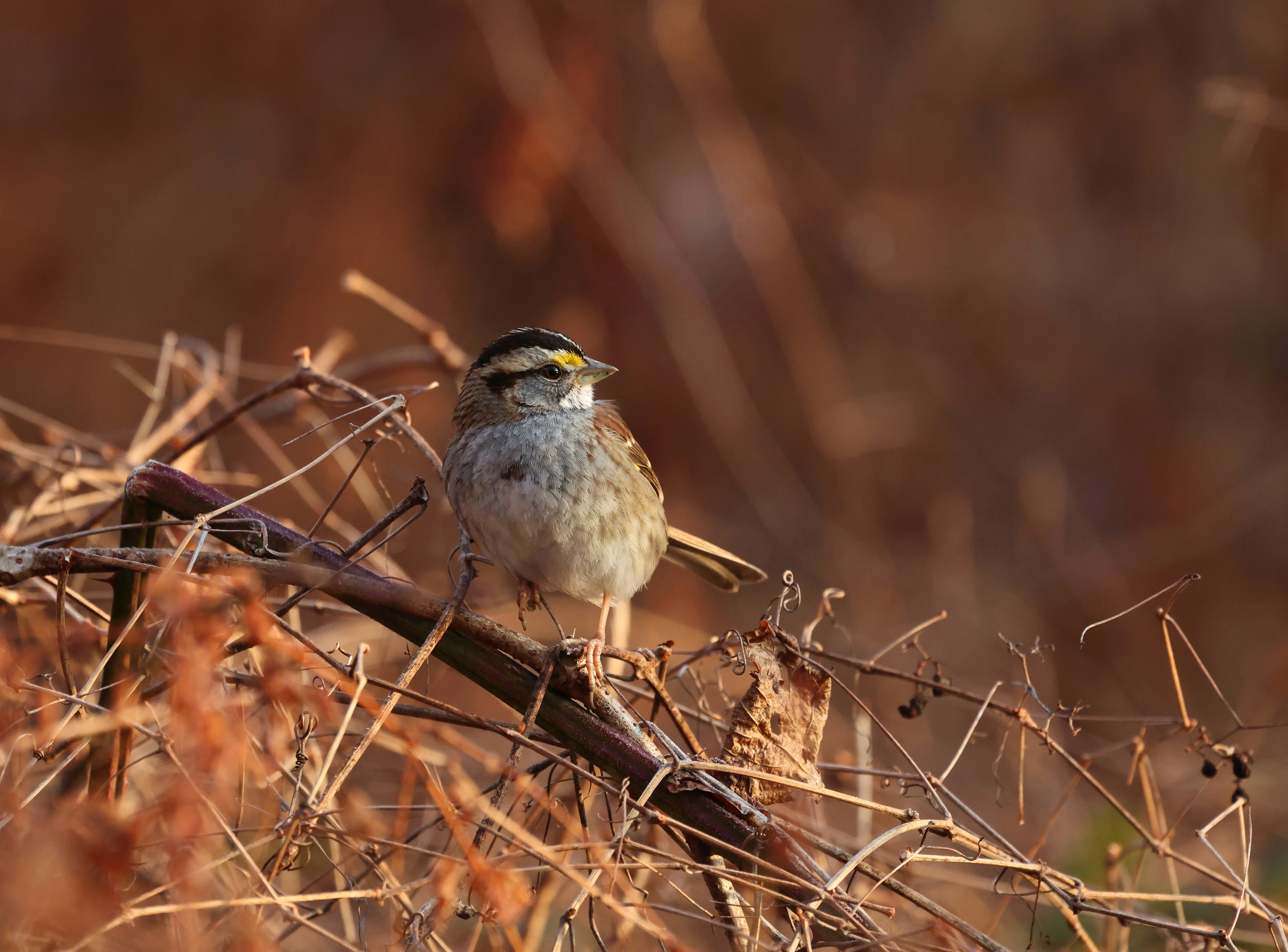 A small bird perched on a dry branch.