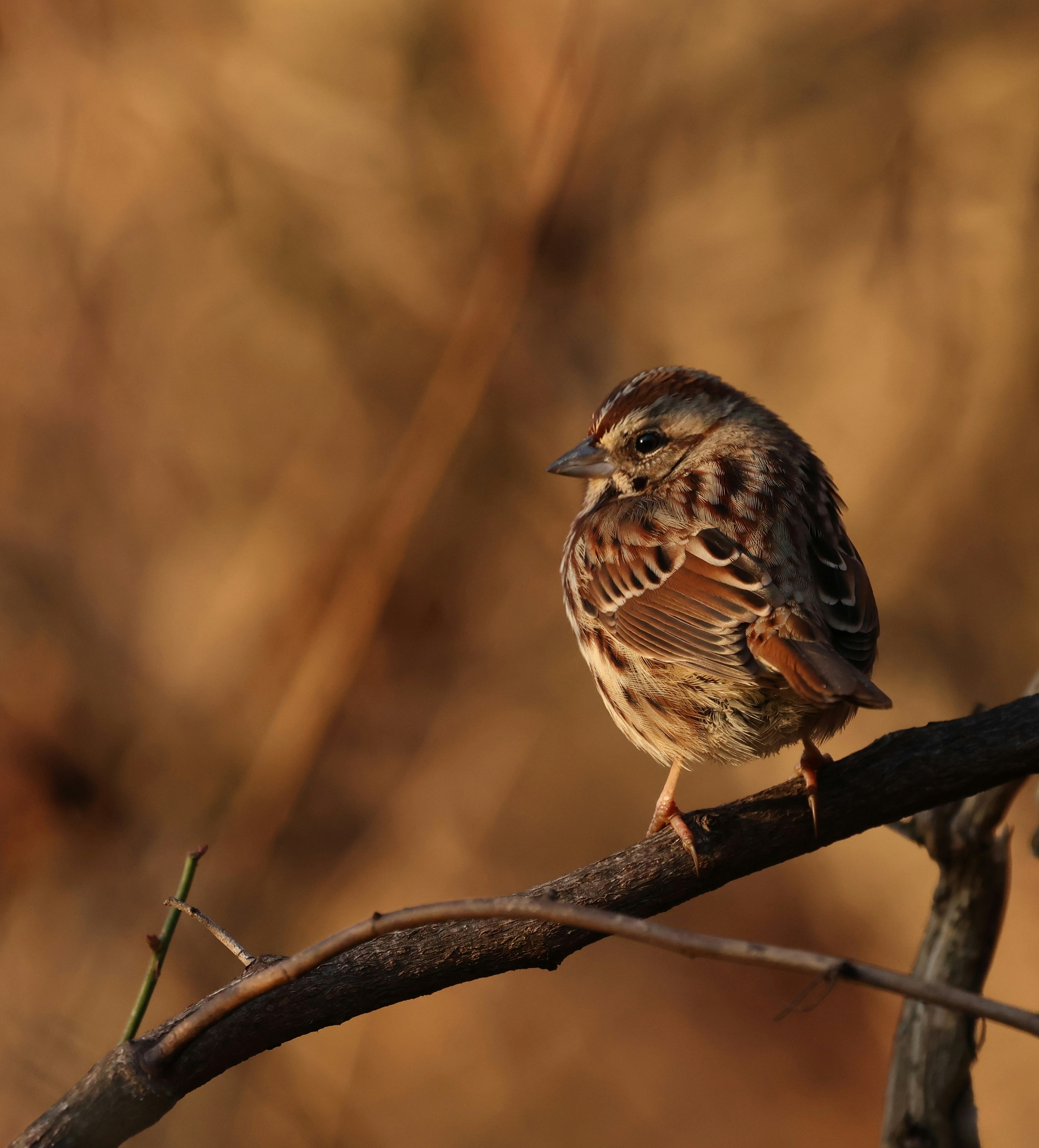 A small bird perched on a branch