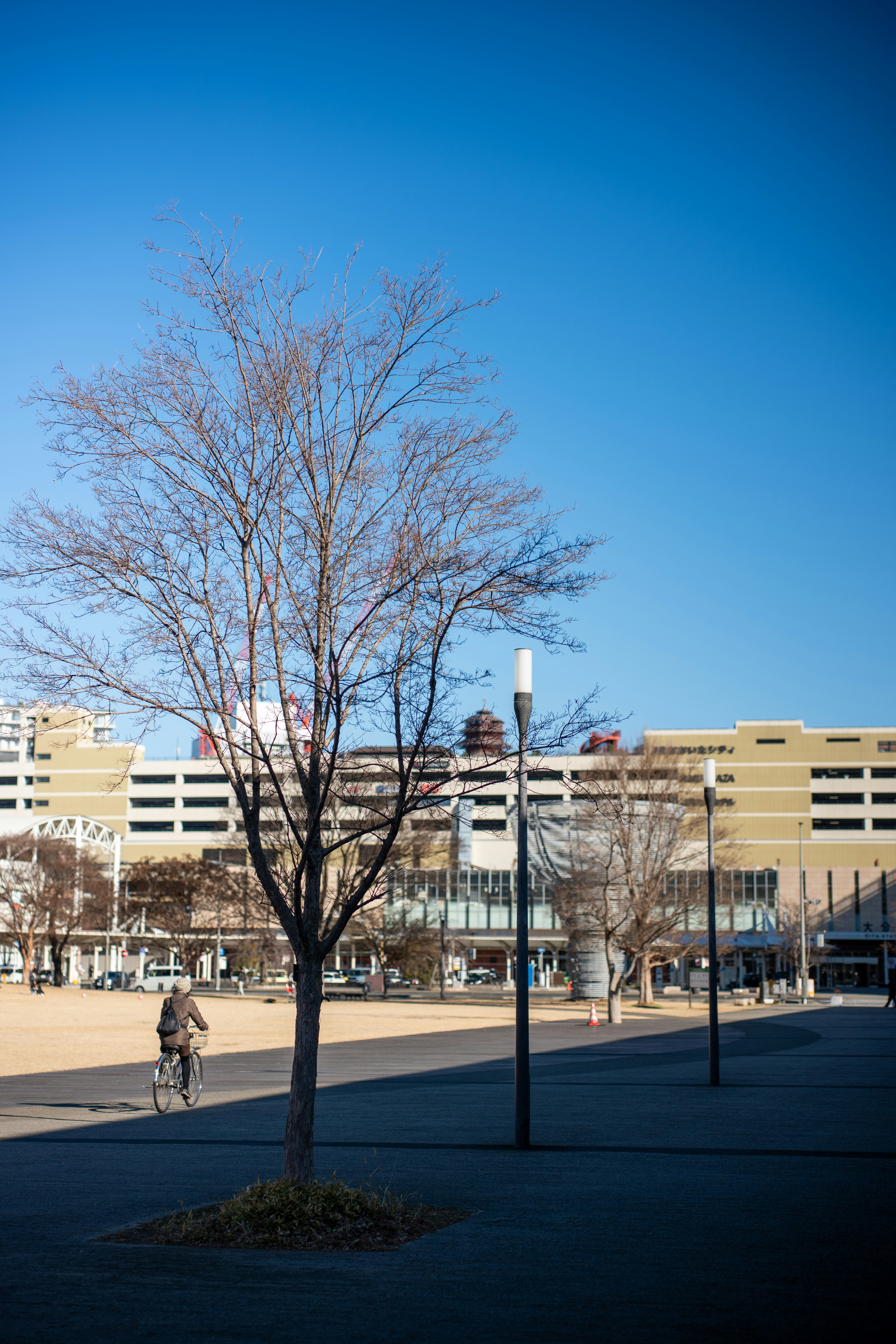 Bare tree in an urban plaza with buildings beyond.