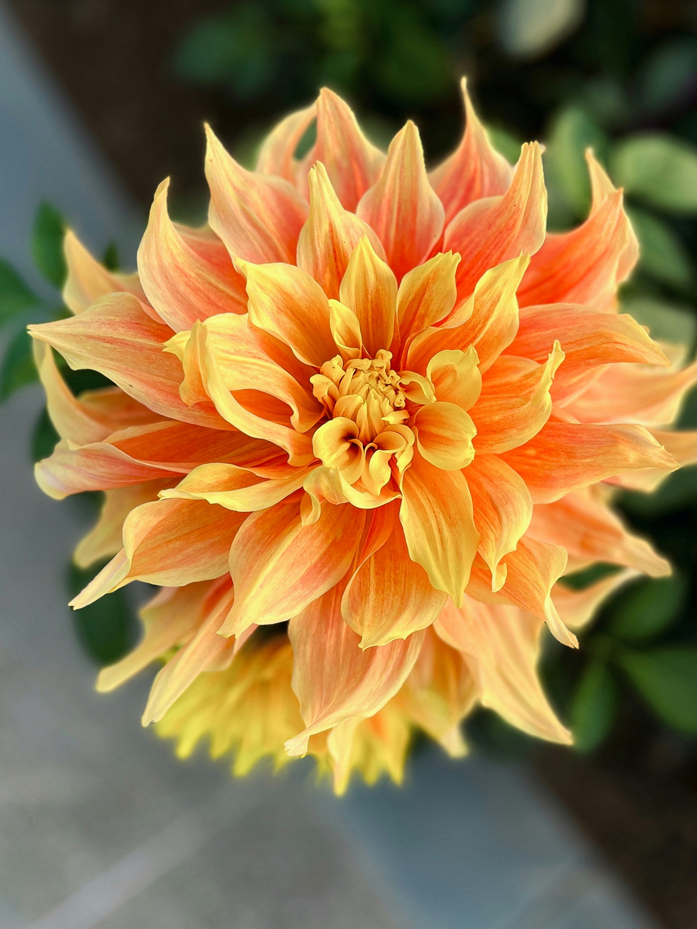 Close-up of a vibrant orange dahlia flower