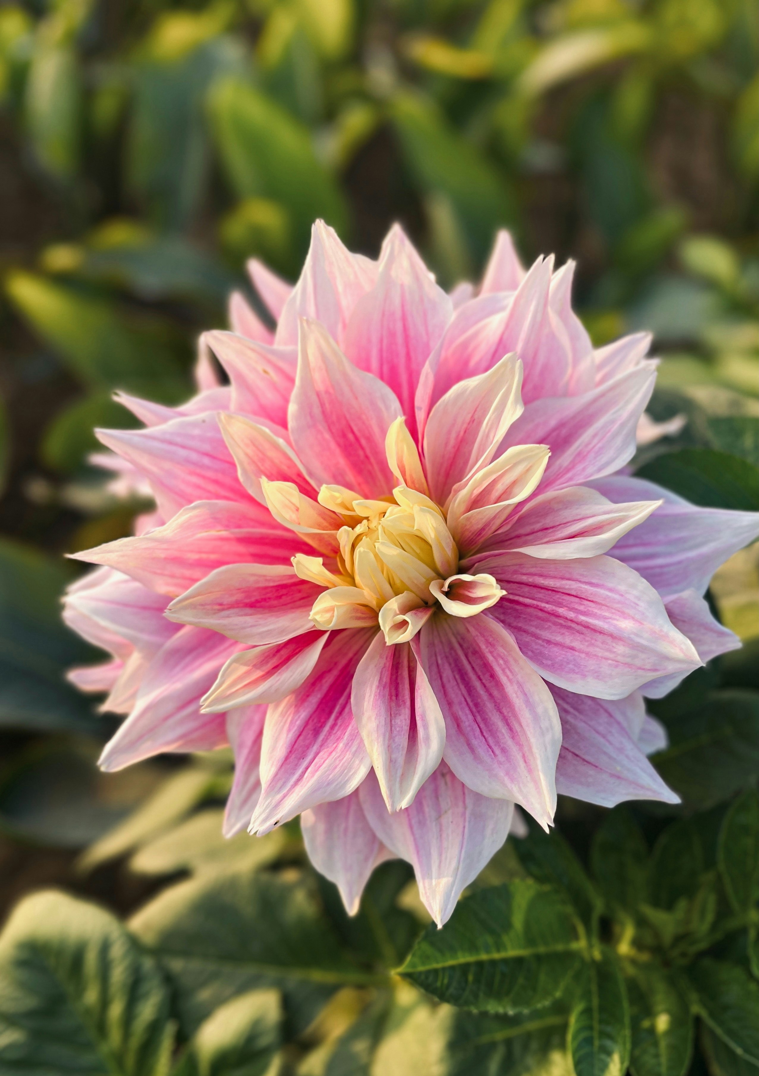 Photo by johnnysdesignlab