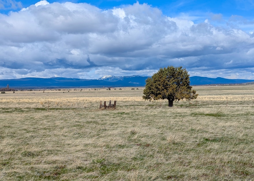 Open grassland valley with juniper tree and distant snow-capped peaks — central Arizona pronghorn and elk country