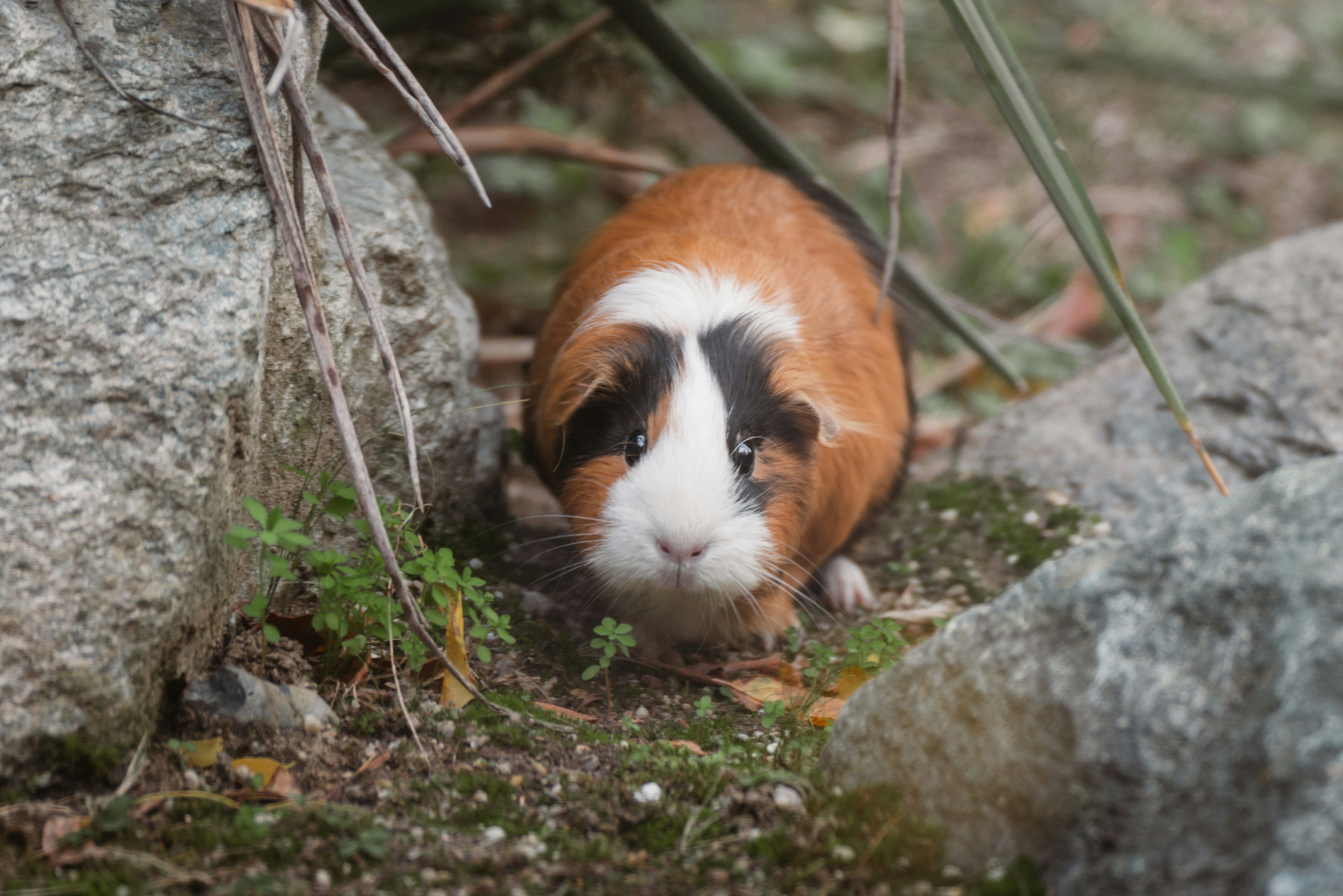 A guinea pig peeking between rocks outdoors