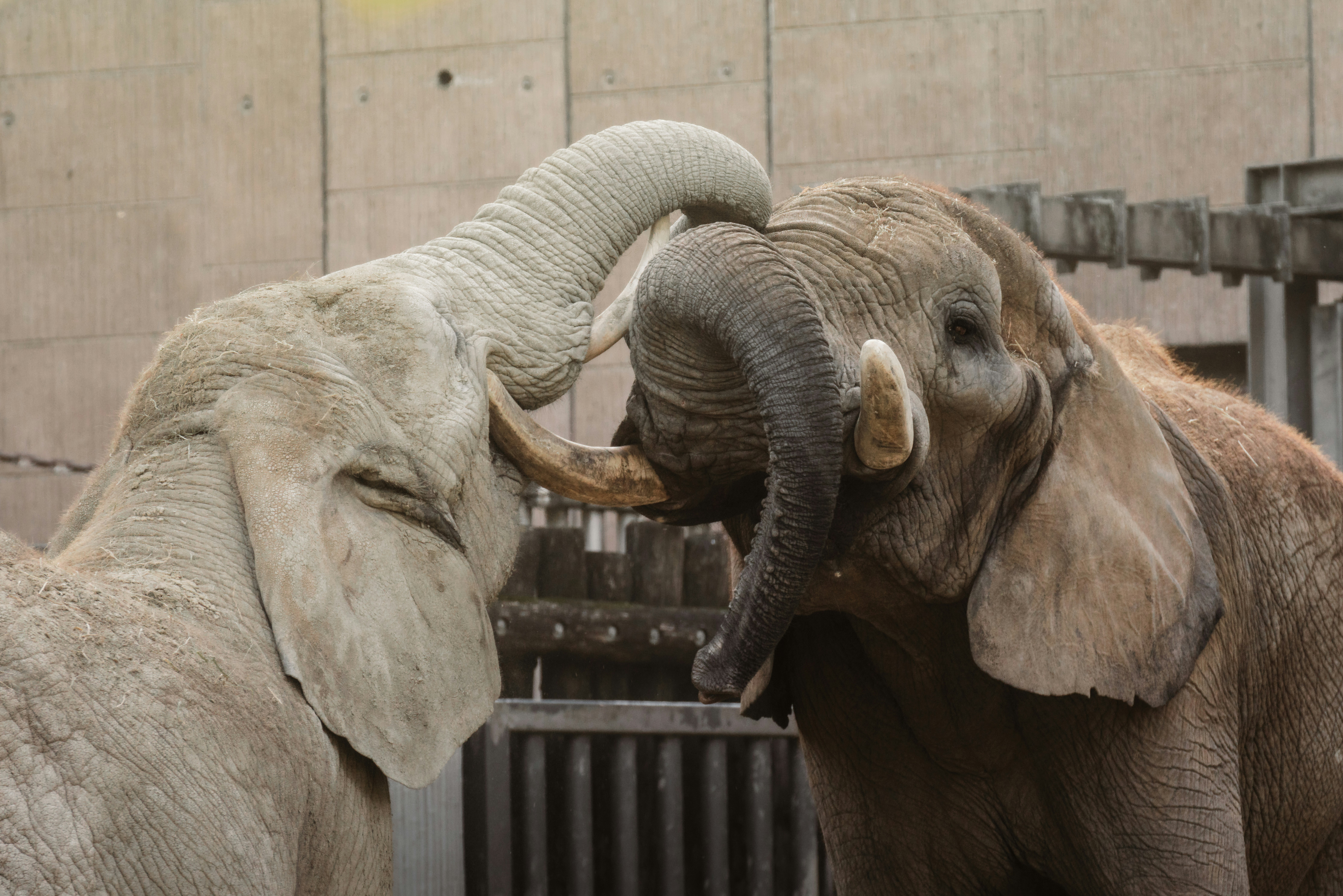 Two elephants playfully interacting with their trunks