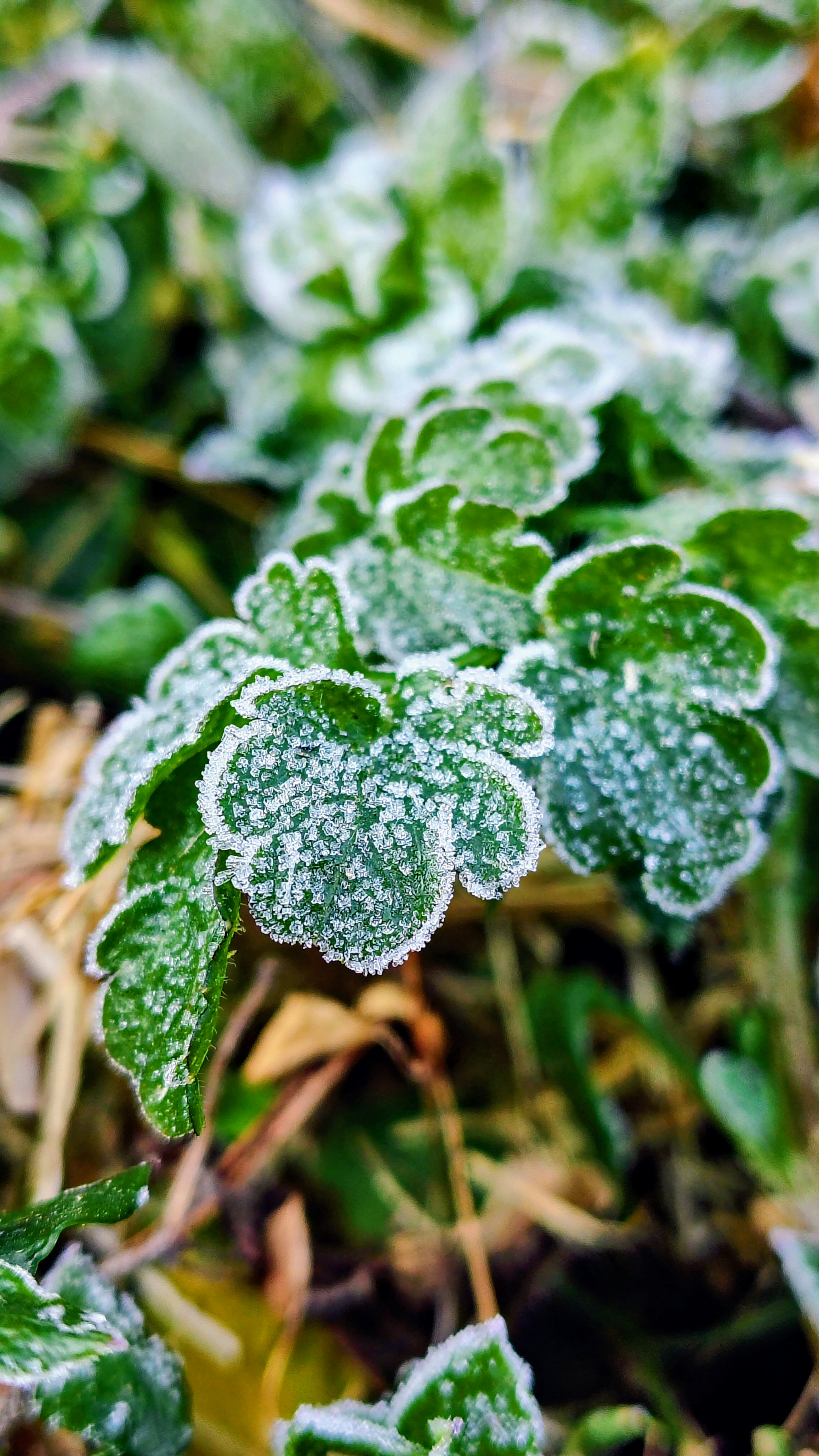 Photo by dendrophile