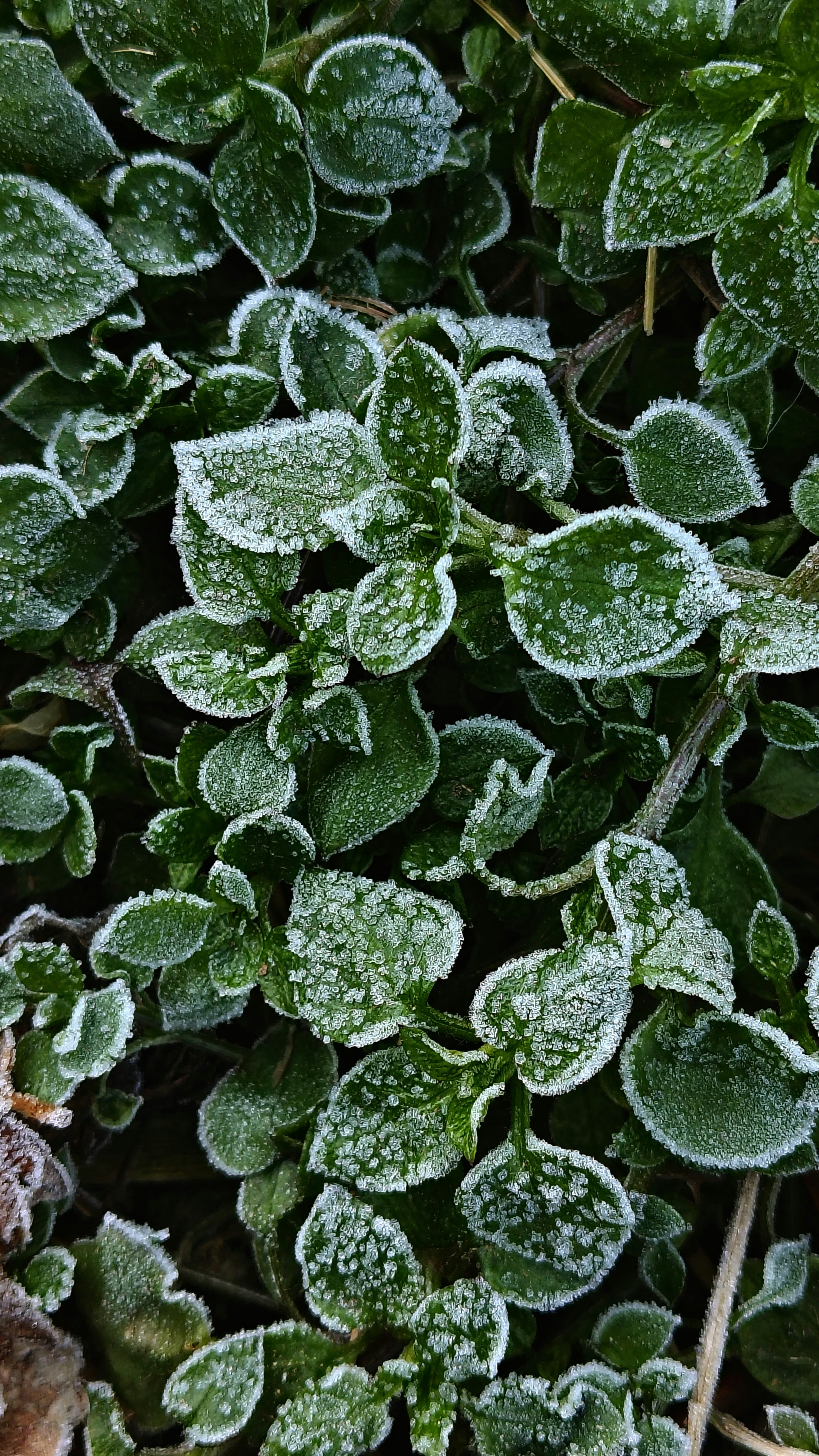 Photo by dendrophile