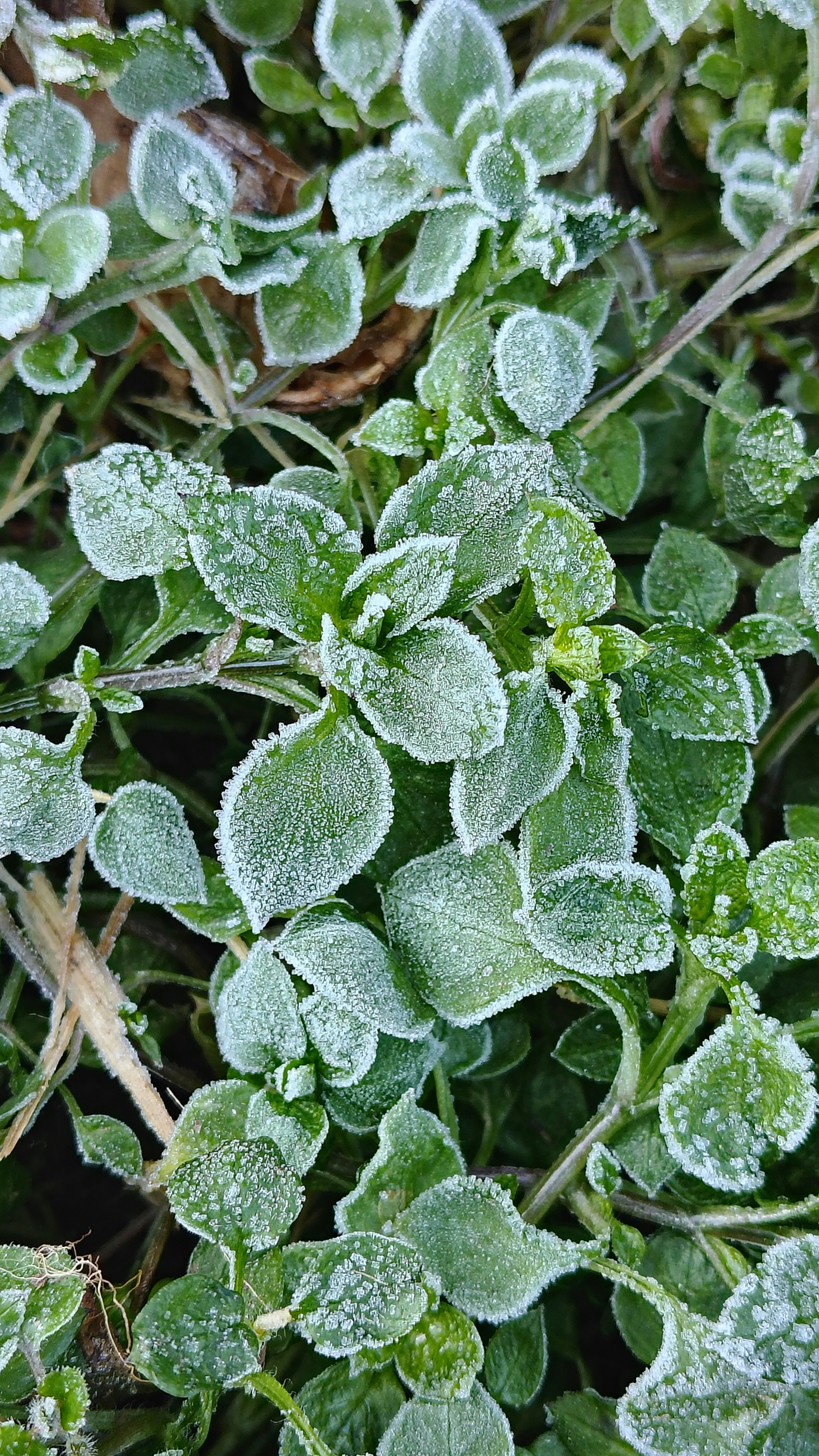 Photo by dendrophile