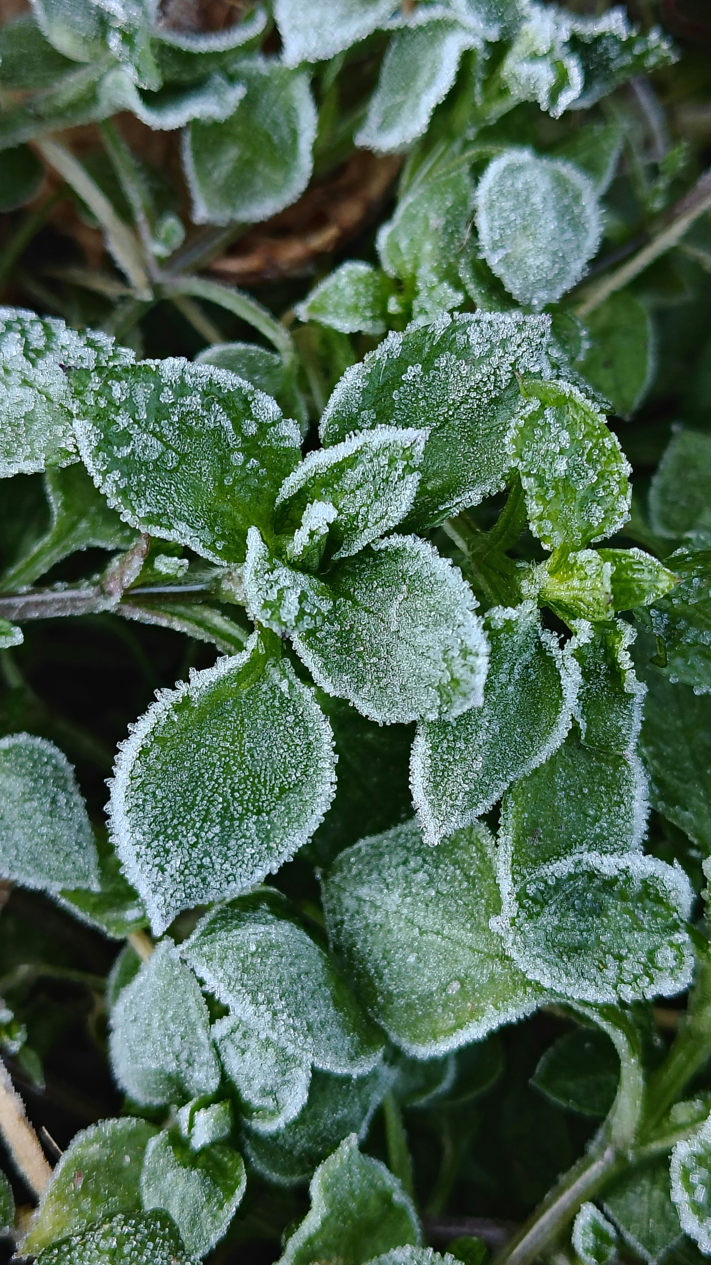 Photo by dendrophile