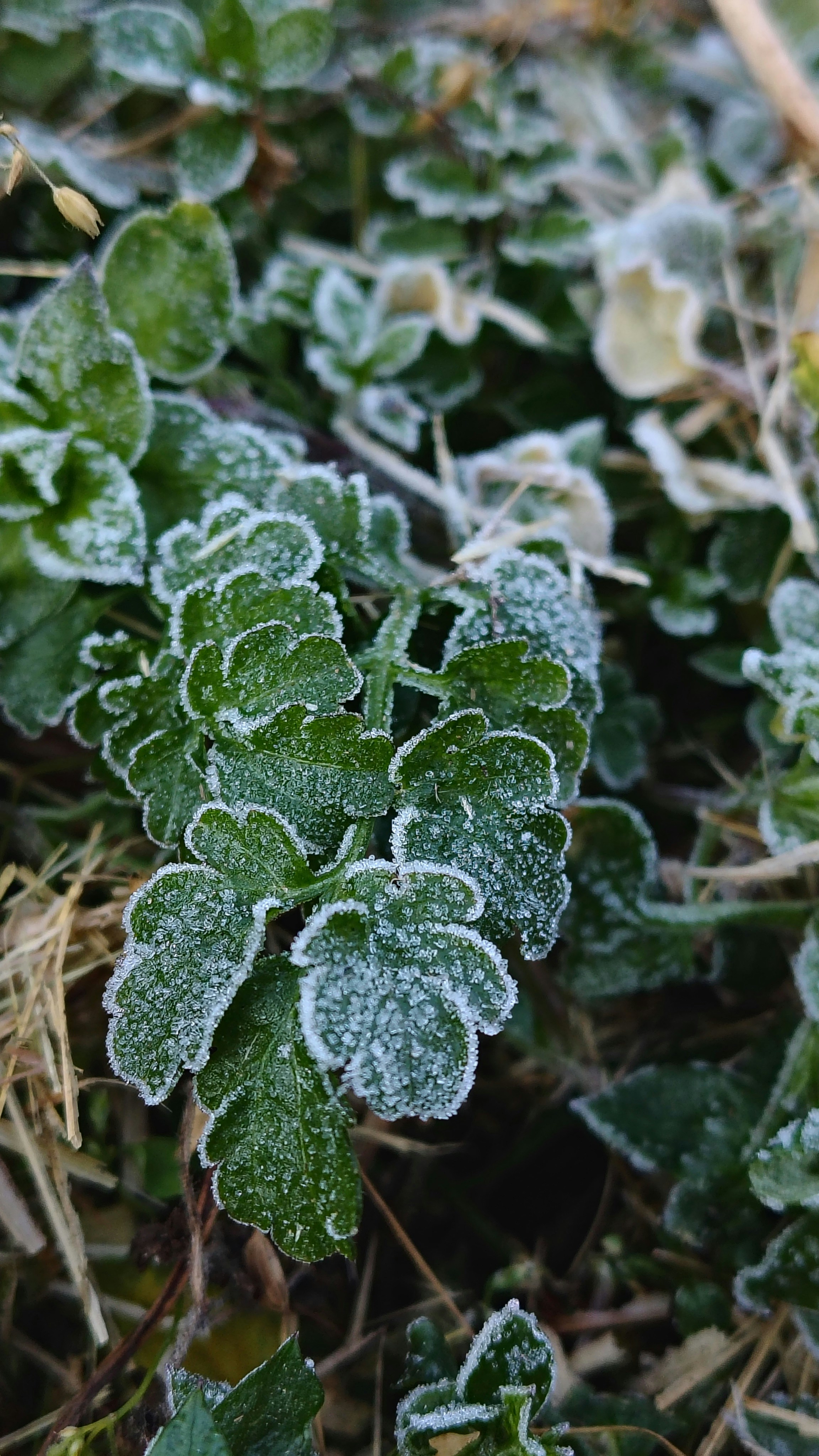 Photo by dendrophile