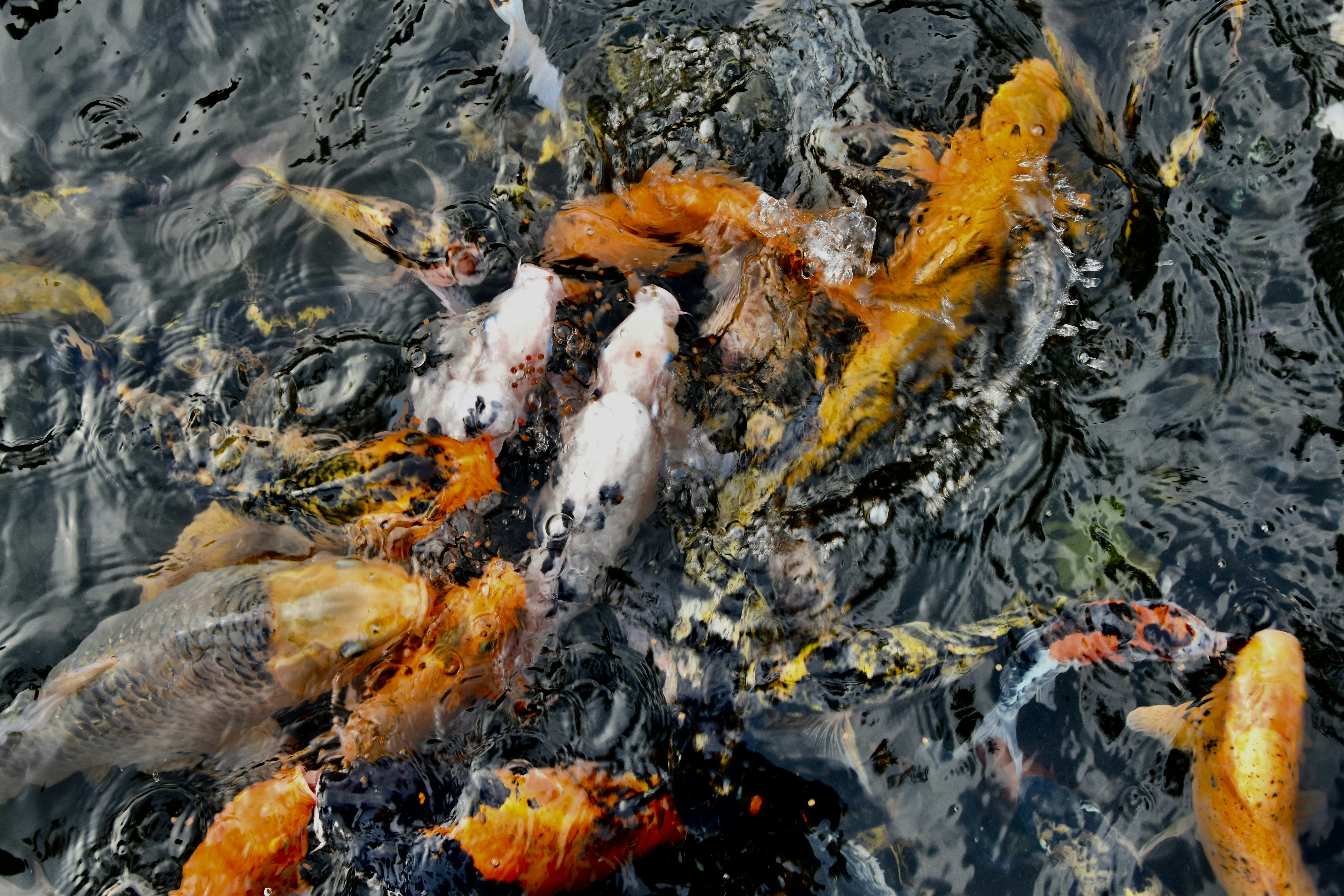 Photo by harveyabayasiri