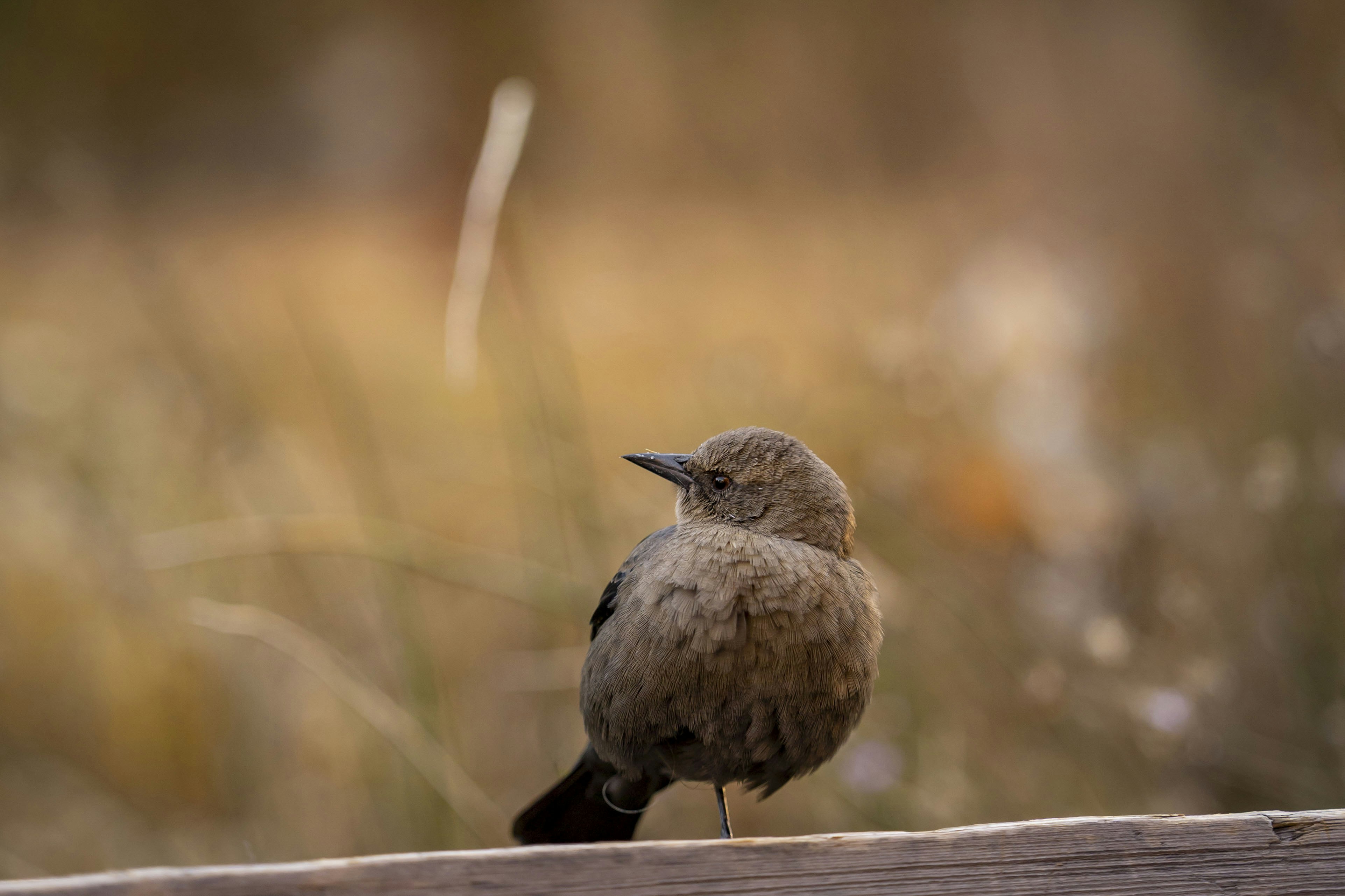 Photo by leo_visions_