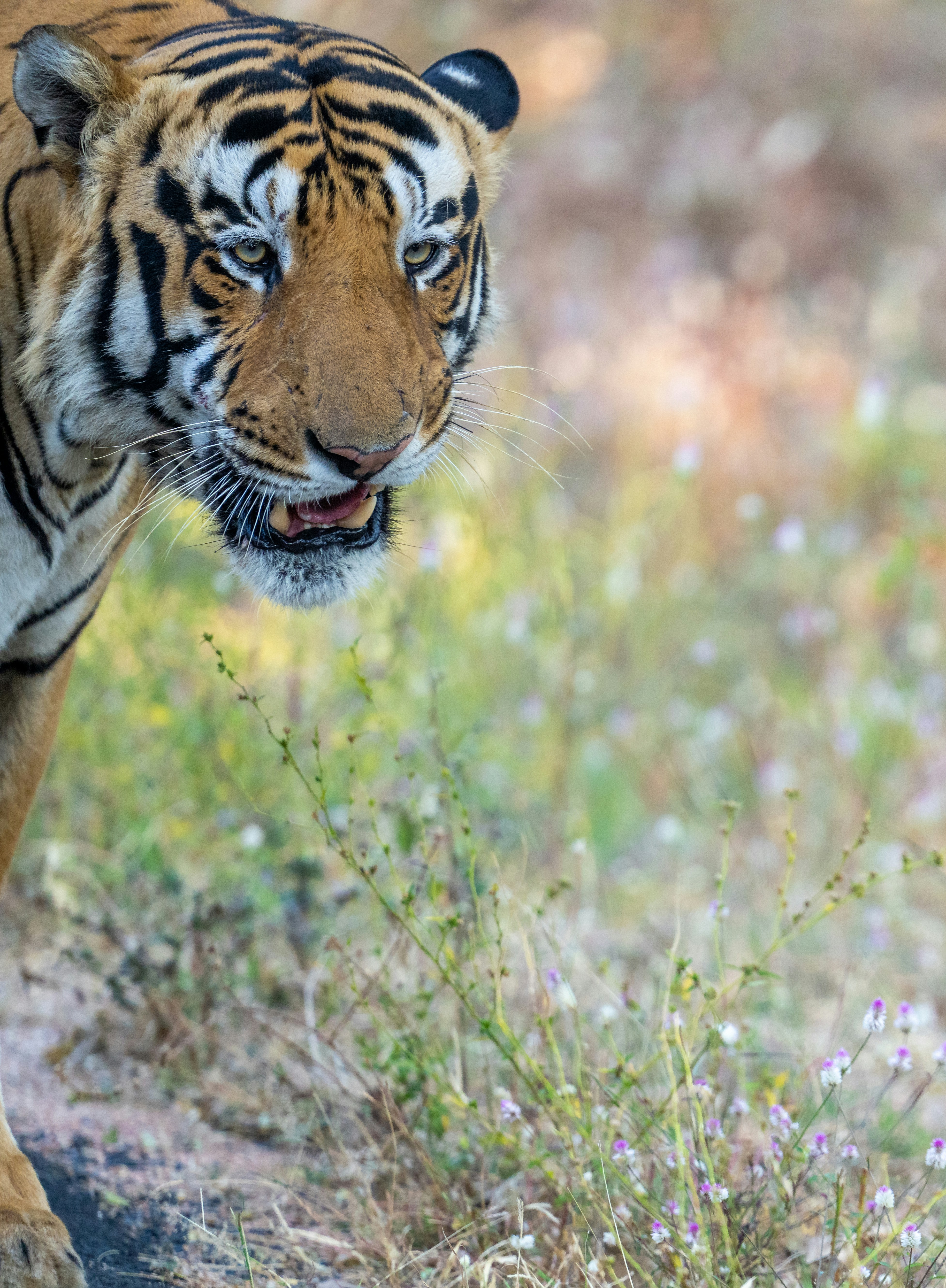 草原で口を開けた虎