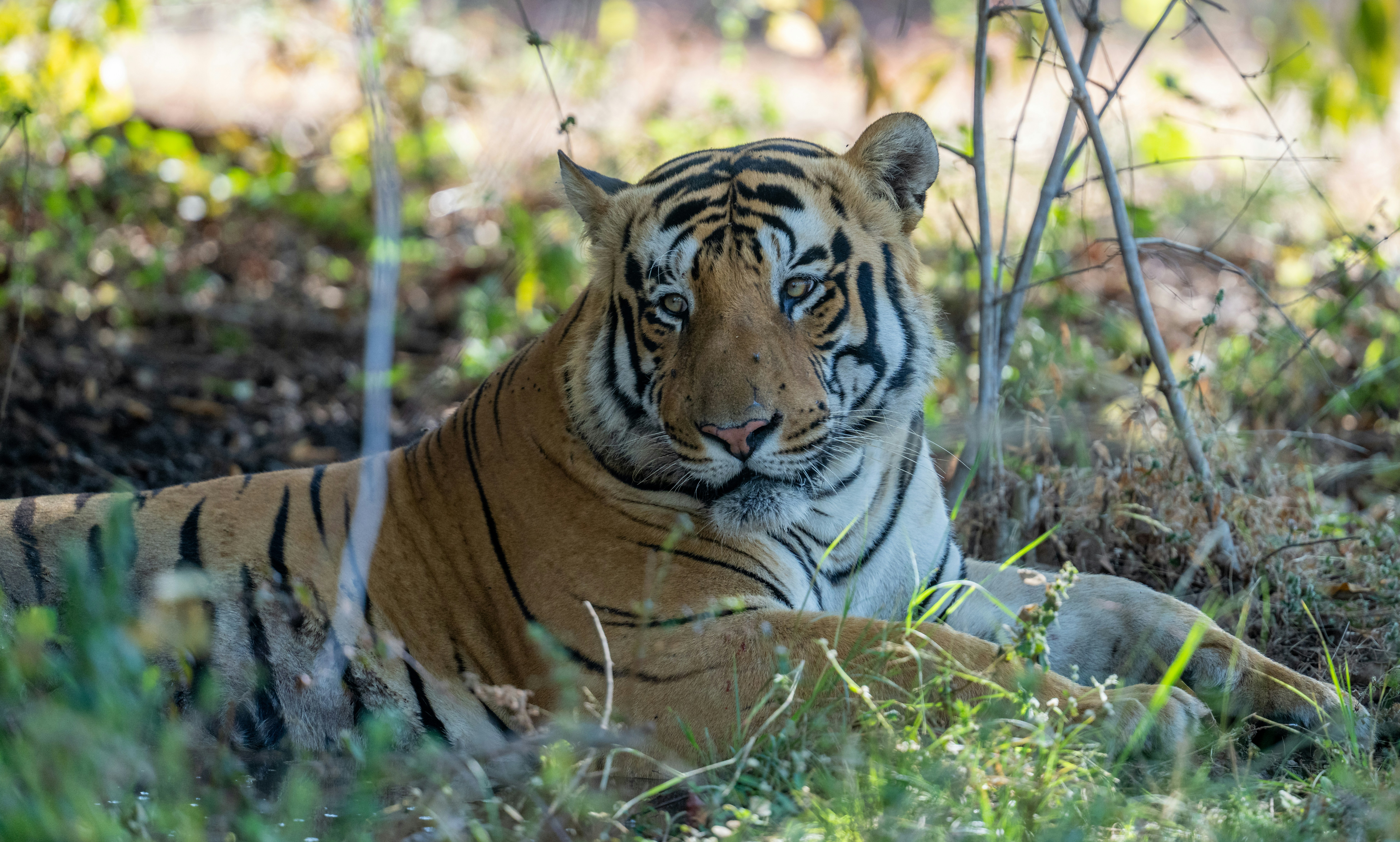 Ein Tiger ruht im Schatten der Bäume.