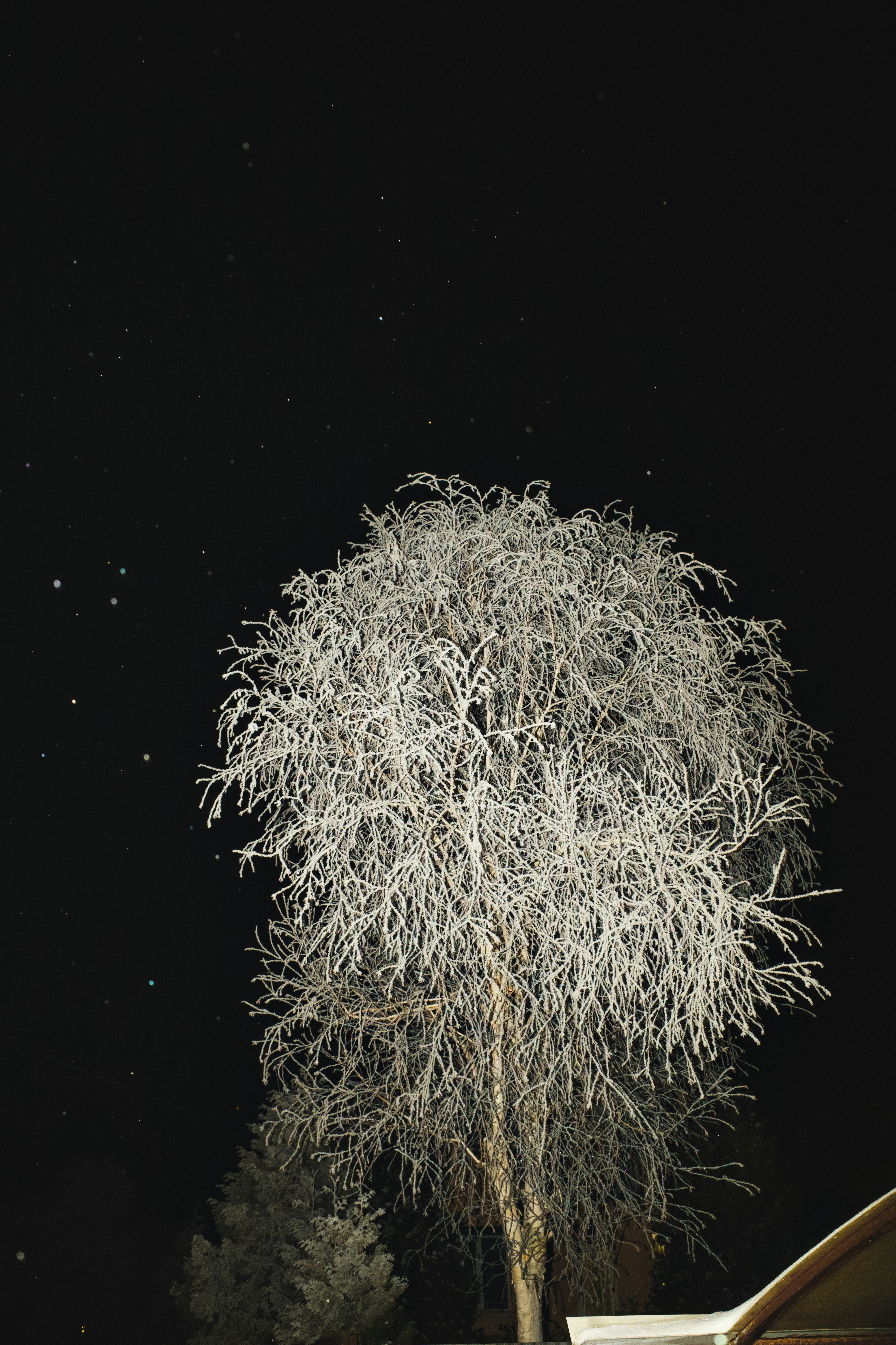 Frosted tree against a starry night sky