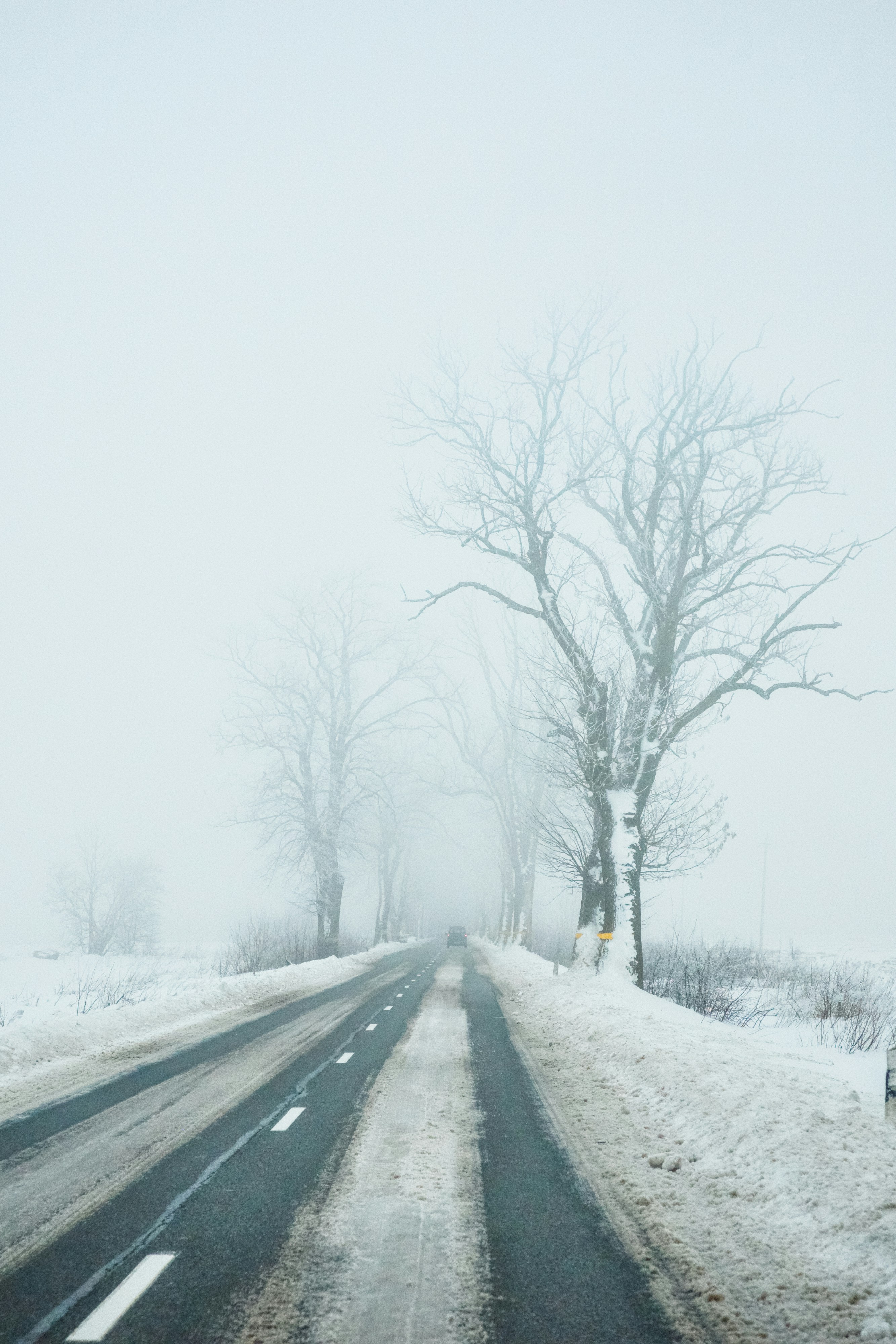 A foggy winter road lined with bare trees