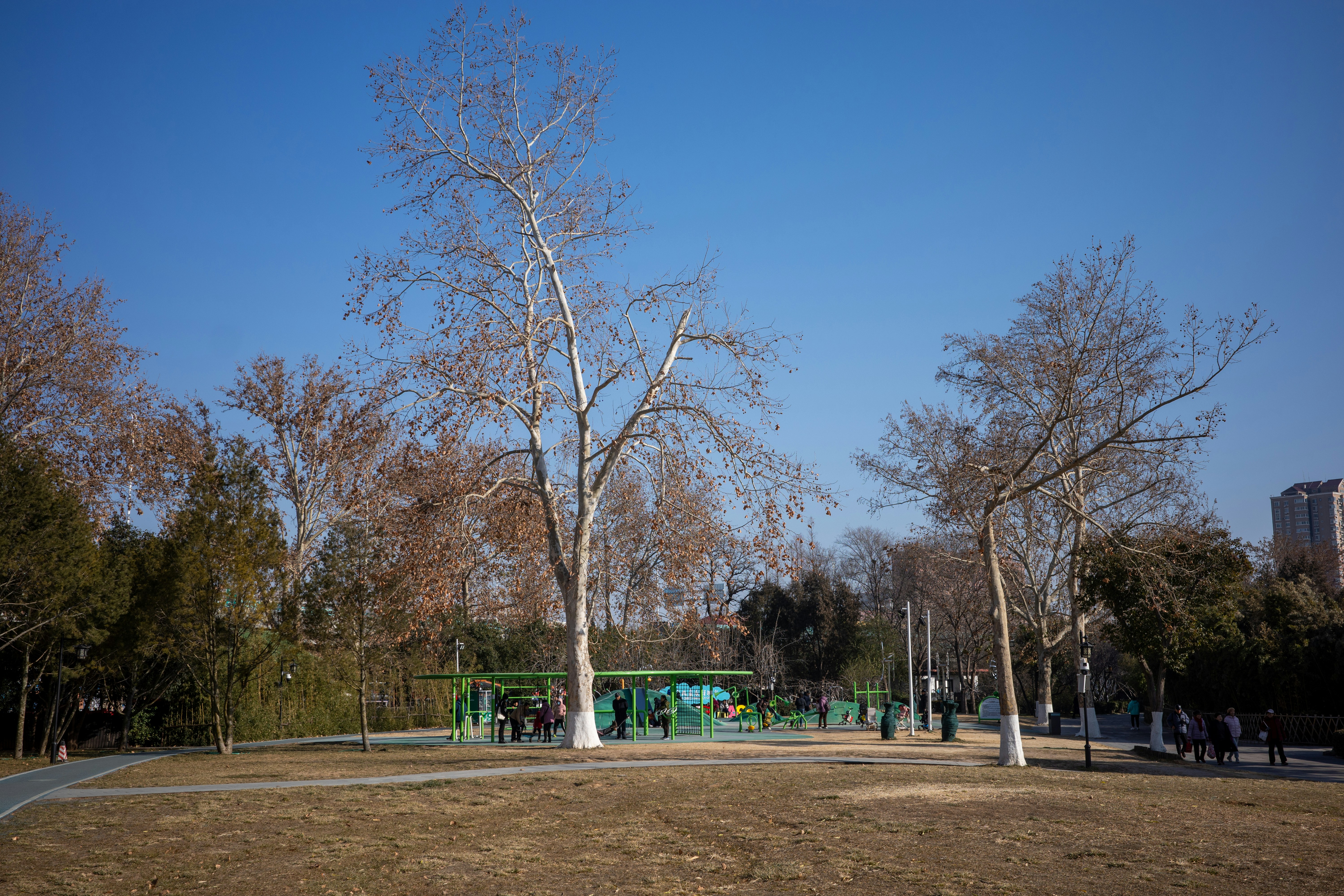 Bare trees in a park on a clear day