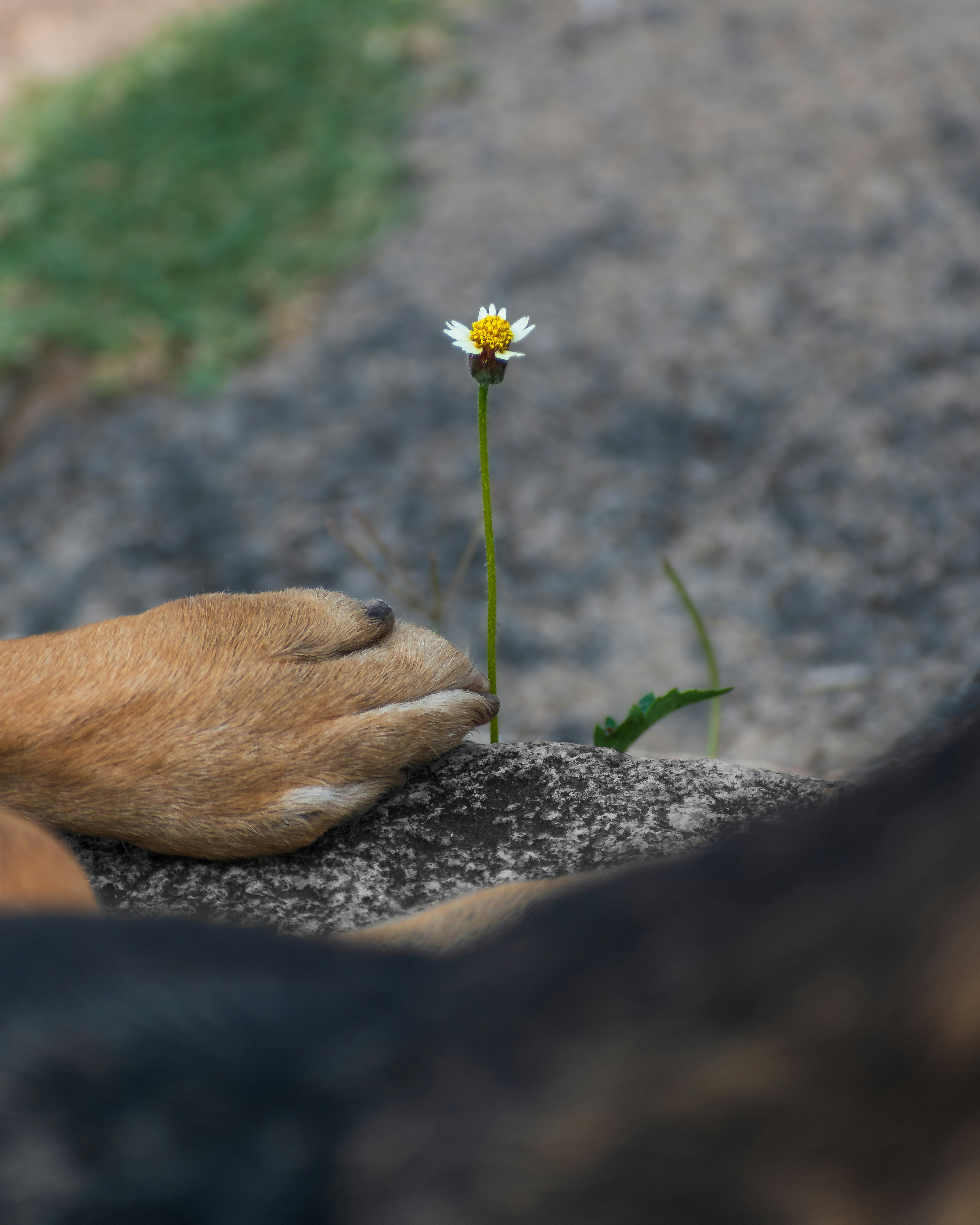 A small flower beside a dog's paw — gentle reflection journal