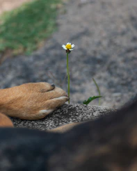 A small flower grows beside a dog's paw