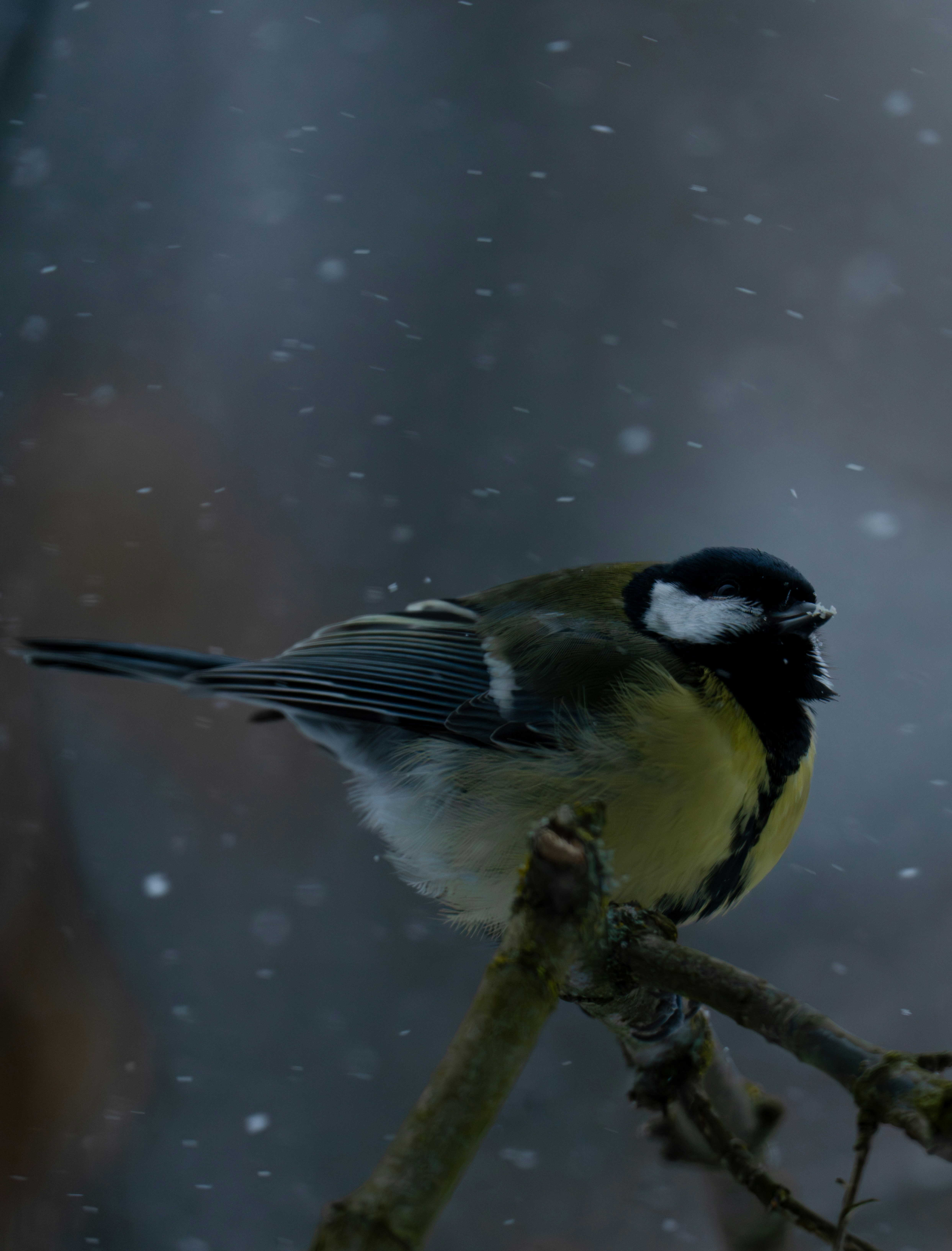 A great tit perched on a branch during snowfall.