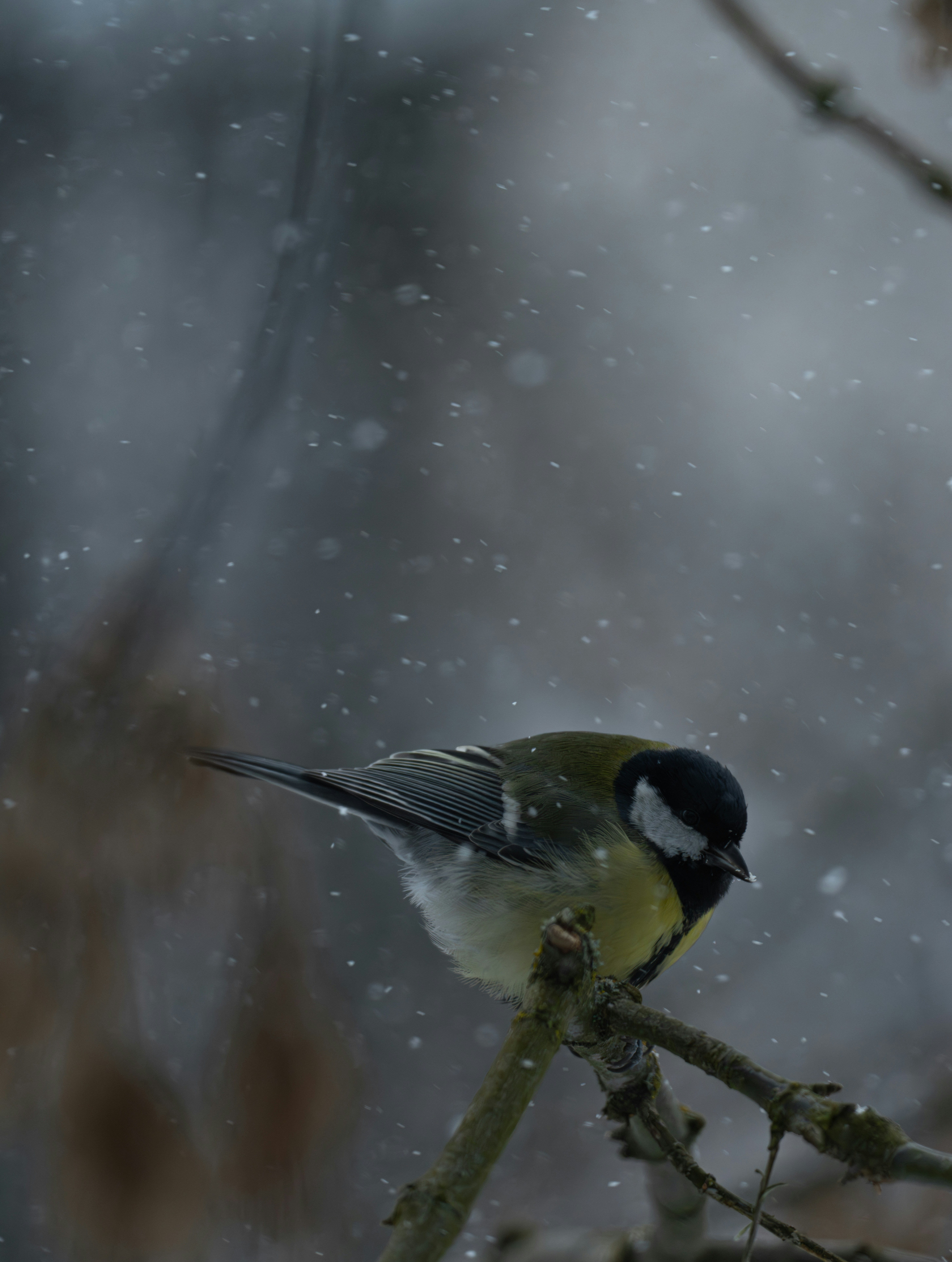 A small bird perched on a branch during snowfall.