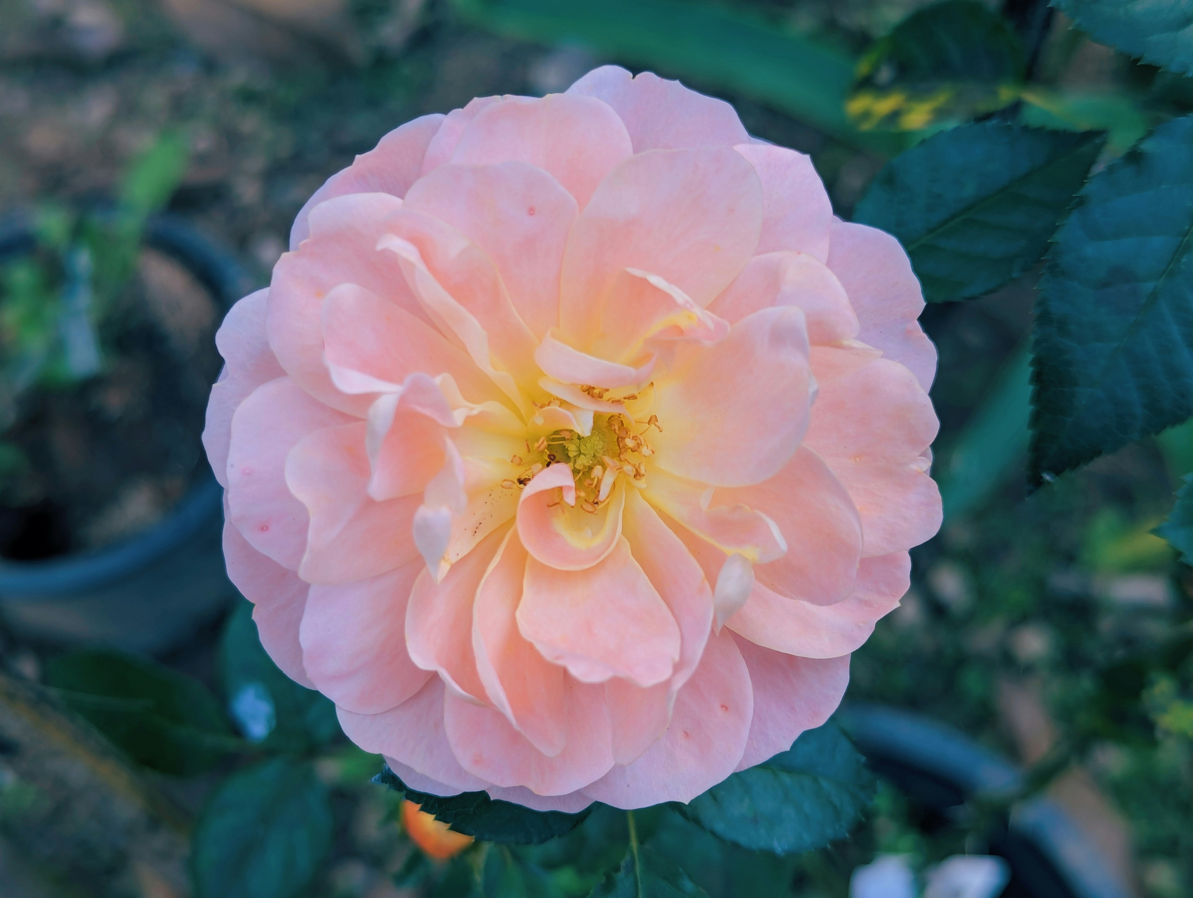 A delicate pink rose with yellow center blooms.