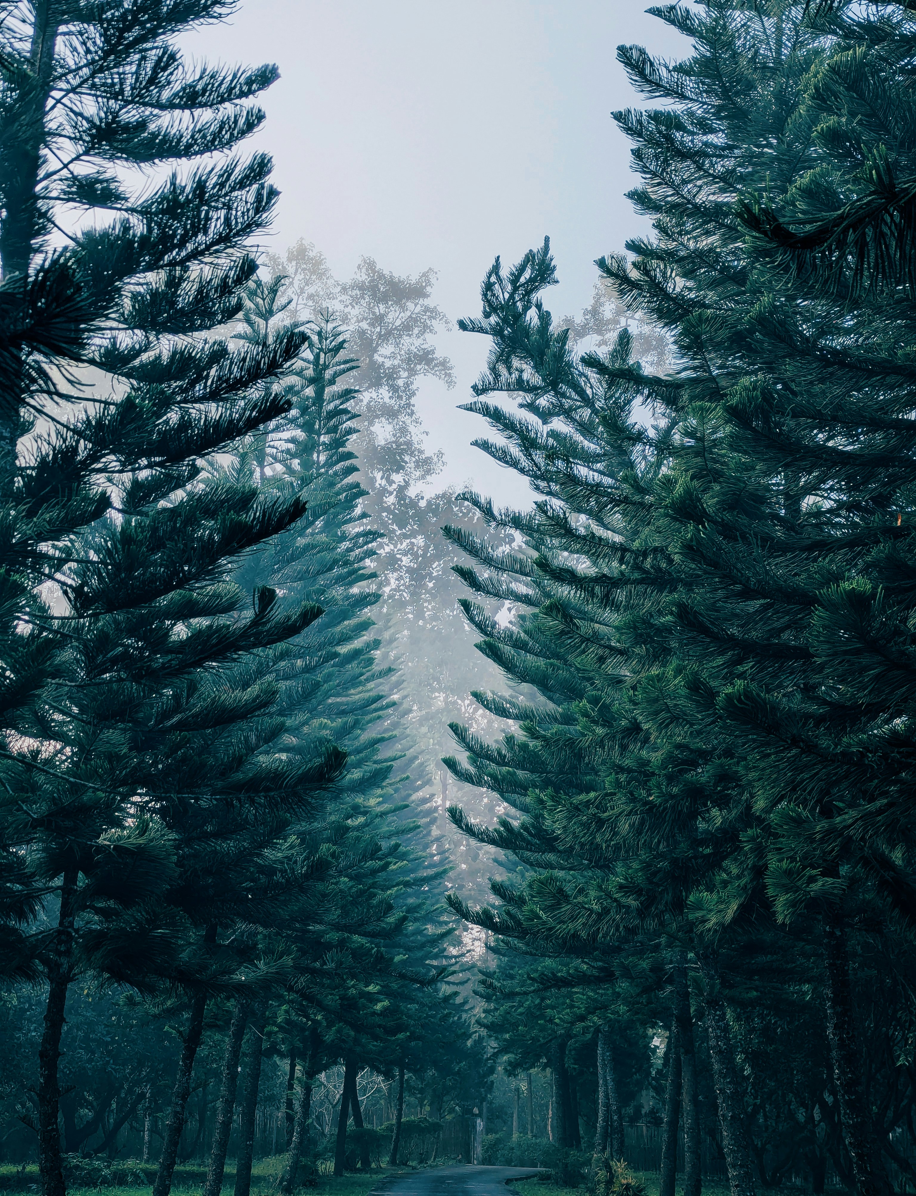 A misty forest path lined with tall pine trees.