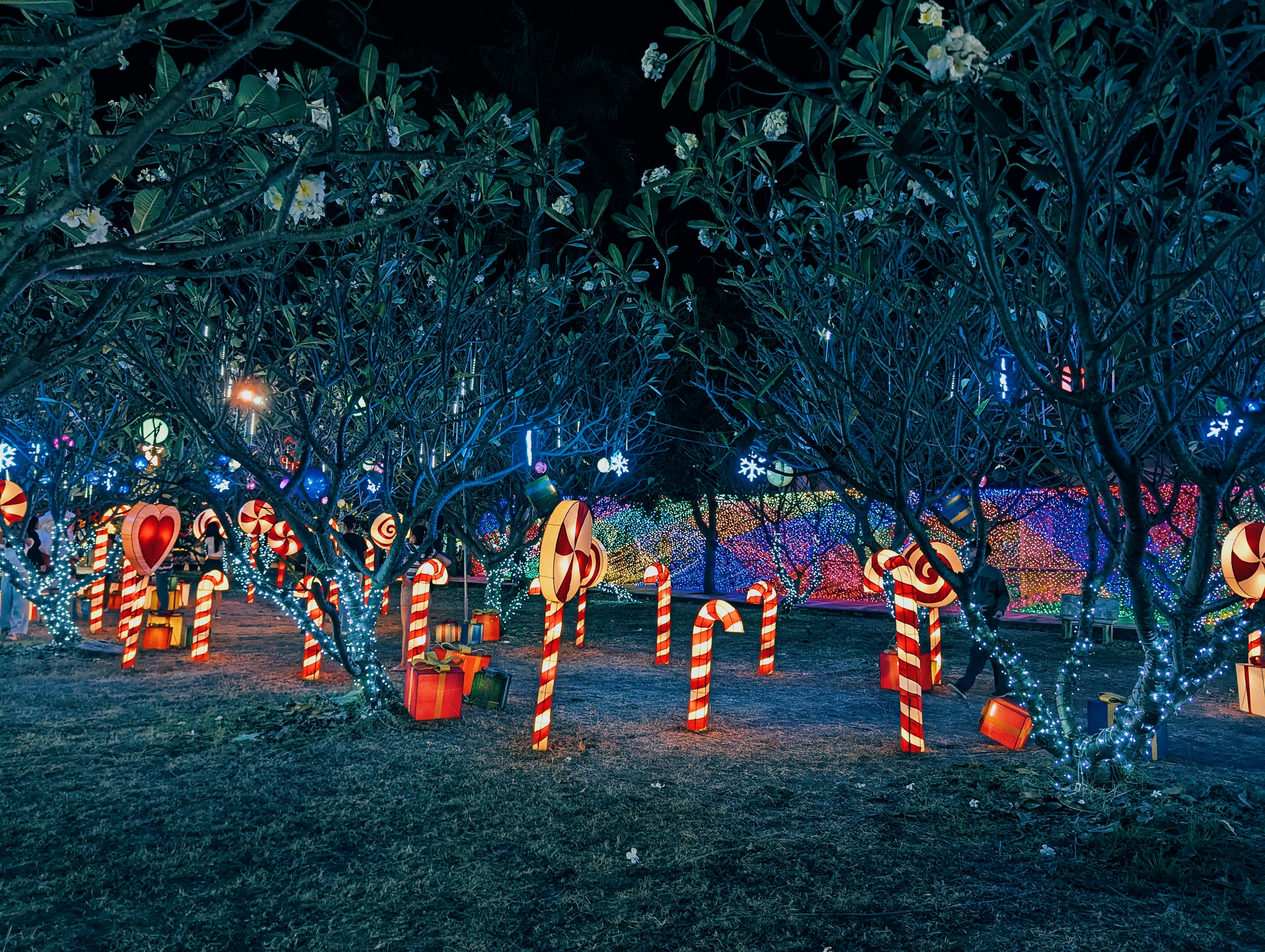 Candy canes and festive lights decorate trees at night.