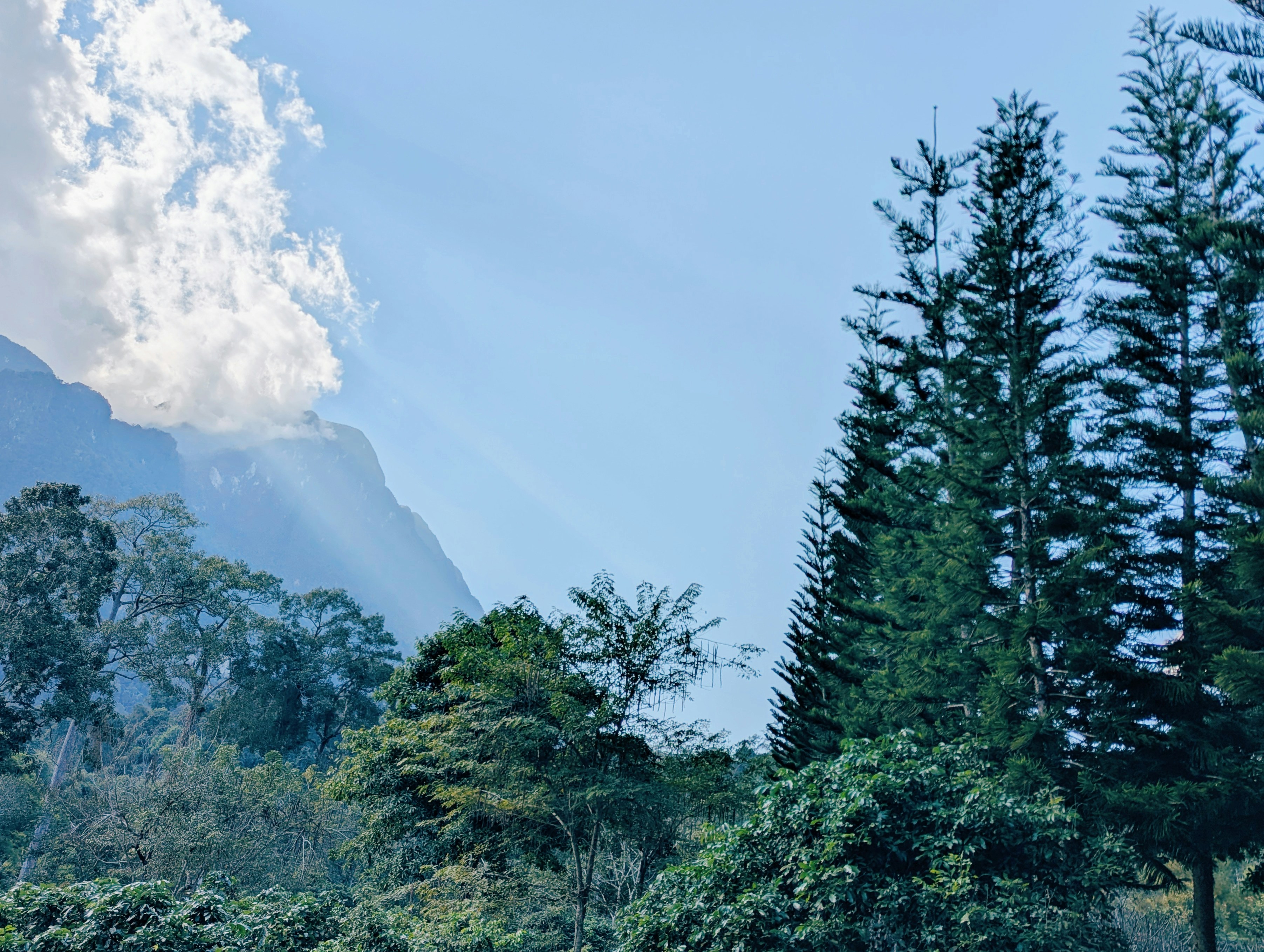 Sunlight streams through trees onto a mountain.