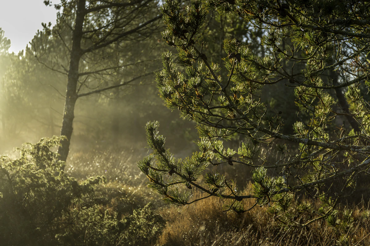 Dansk skovlandskab med morgendis