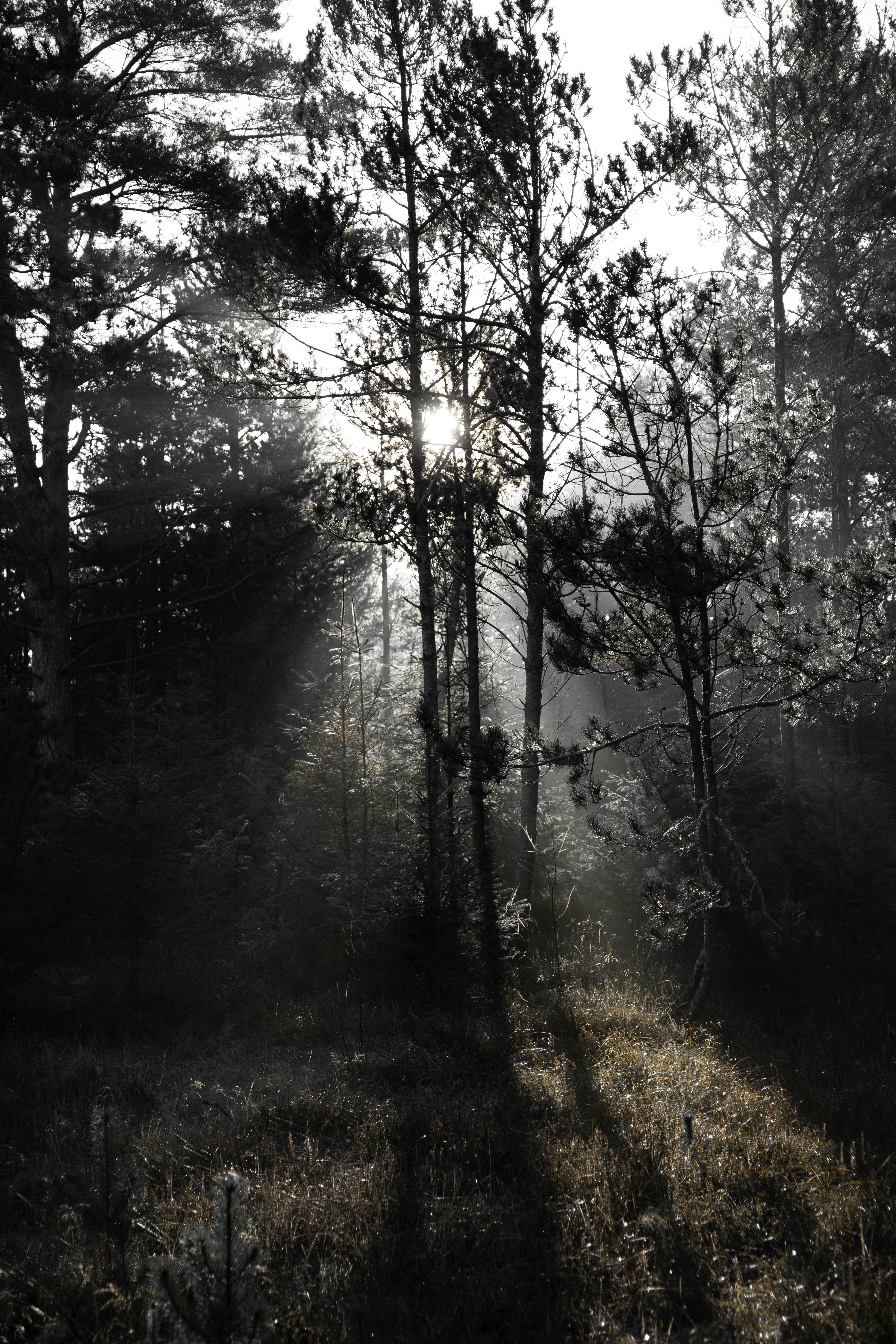 forest morning light, wallpaper, Morning Rituals for Productive Campers 4